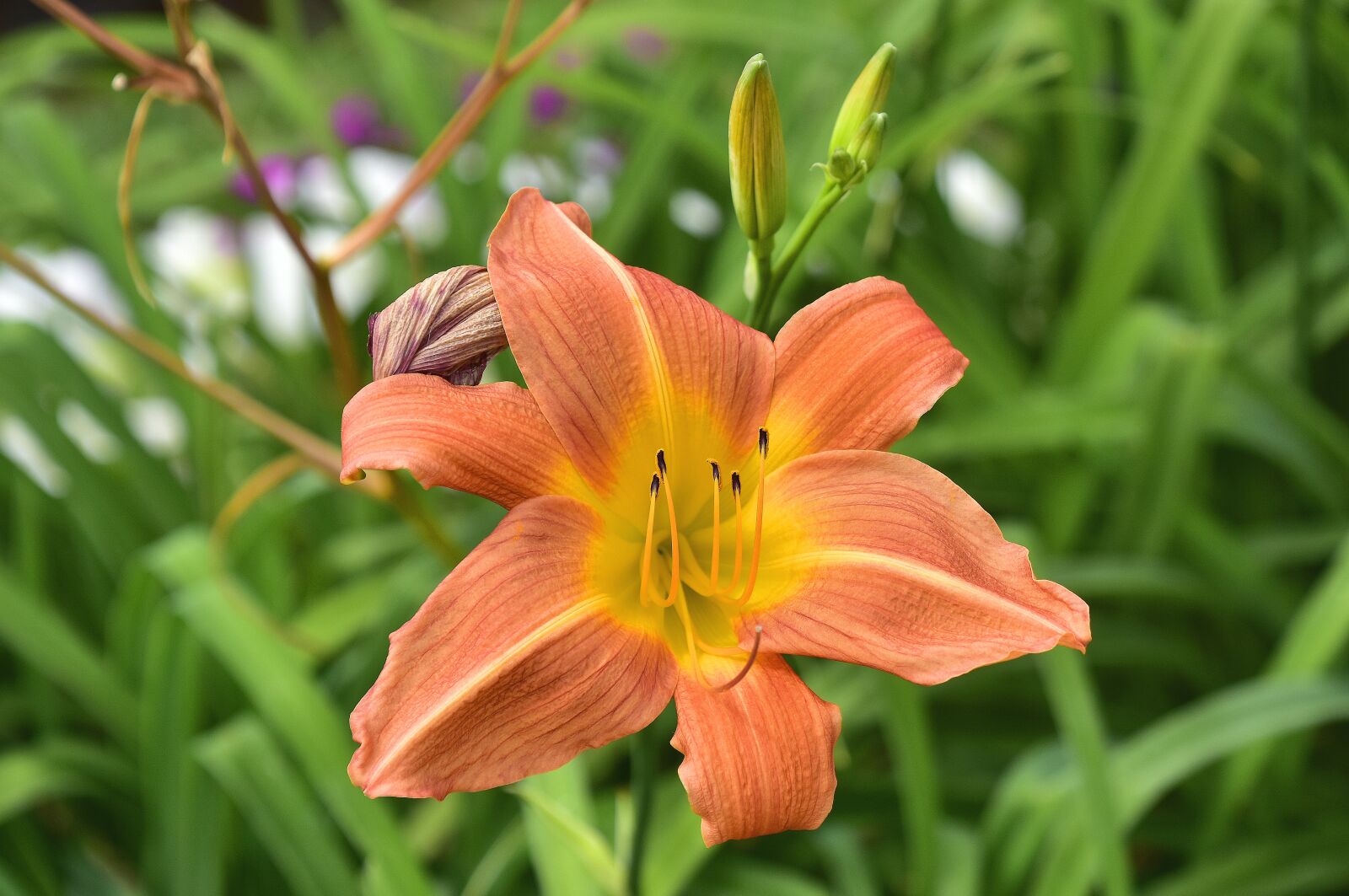 Nikon D7200 sample photo. Flora, garden, nature photography