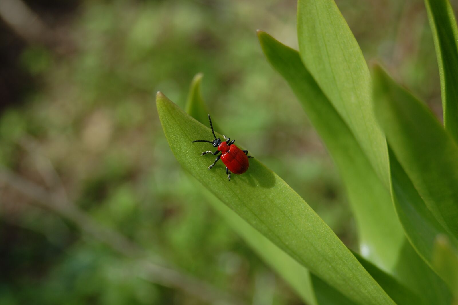 Nikon D40 sample photo. Beetle, ladybug, bug photography