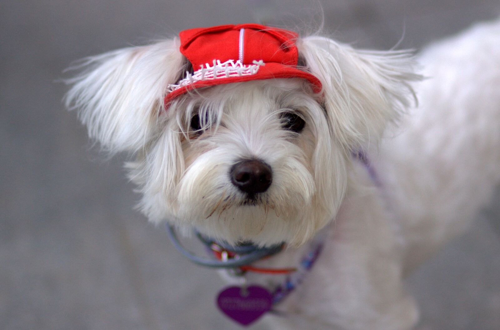 Canon EOS 450D (EOS Rebel XSi / EOS Kiss X2) sample photo. Dog, bichon, white photography
