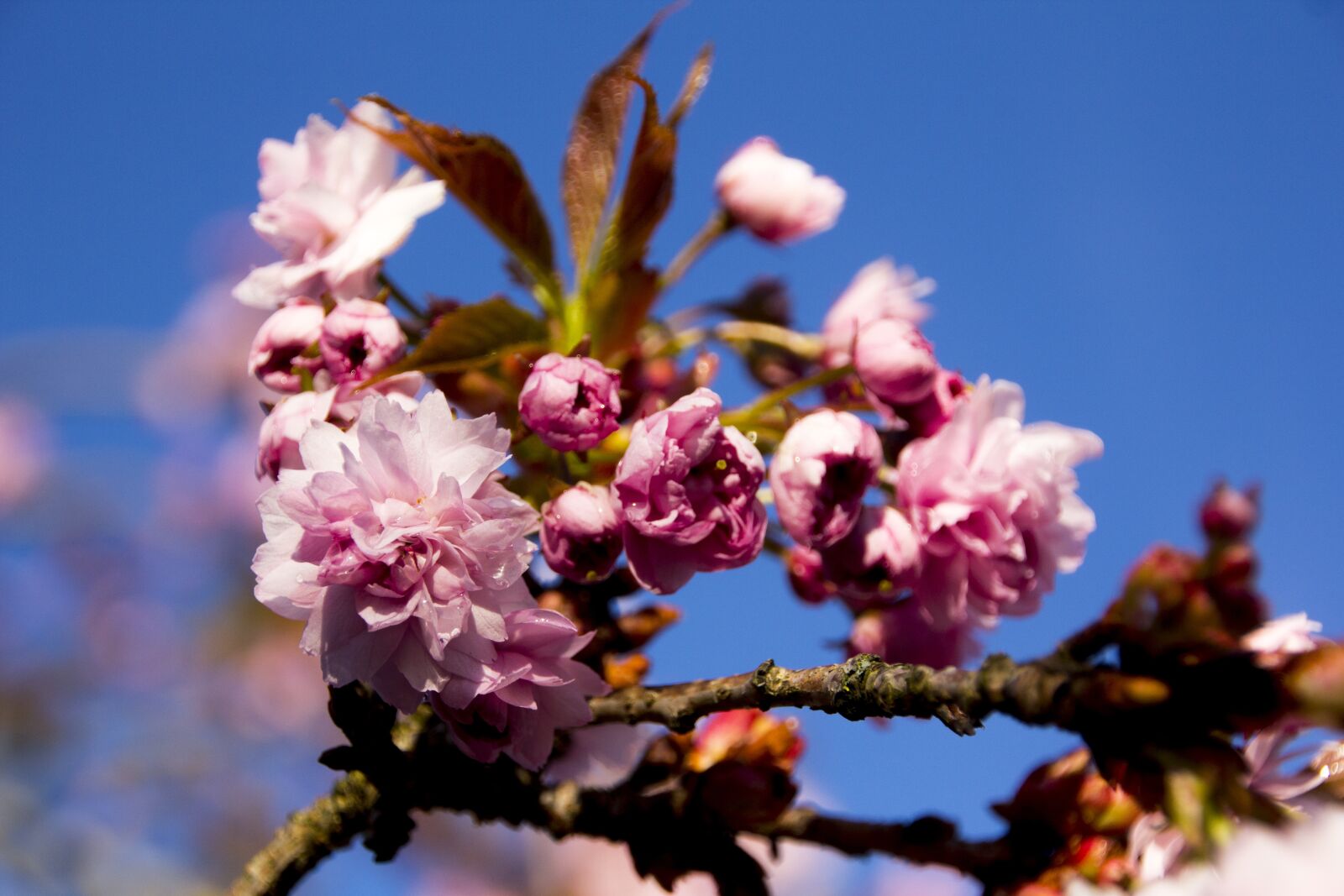 Canon EOS 60D sample photo. Cherry tree, flowers, cherry photography