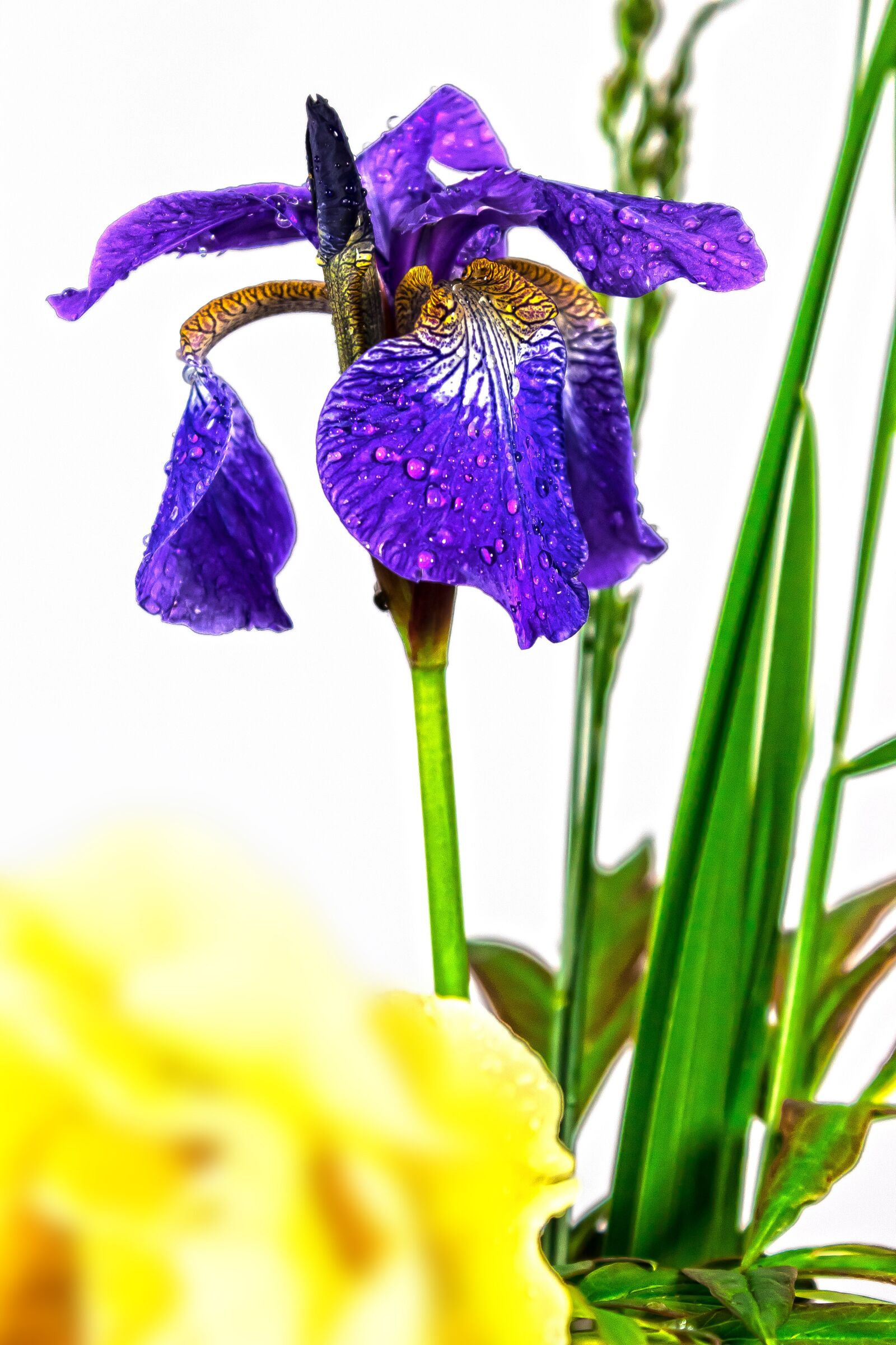 Canon EOS 1300D (EOS Rebel T6 / EOS Kiss X80) sample photo. Iris, violet, dwarf lily photography