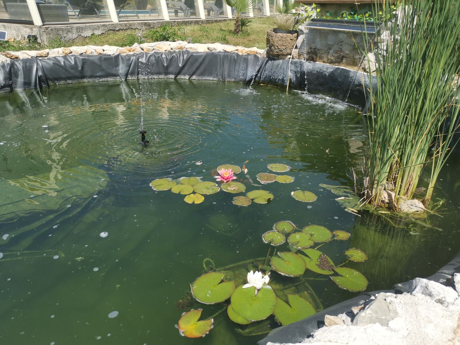 HUAWEI LYA-L29 sample photo. Frog, water jet, water photography