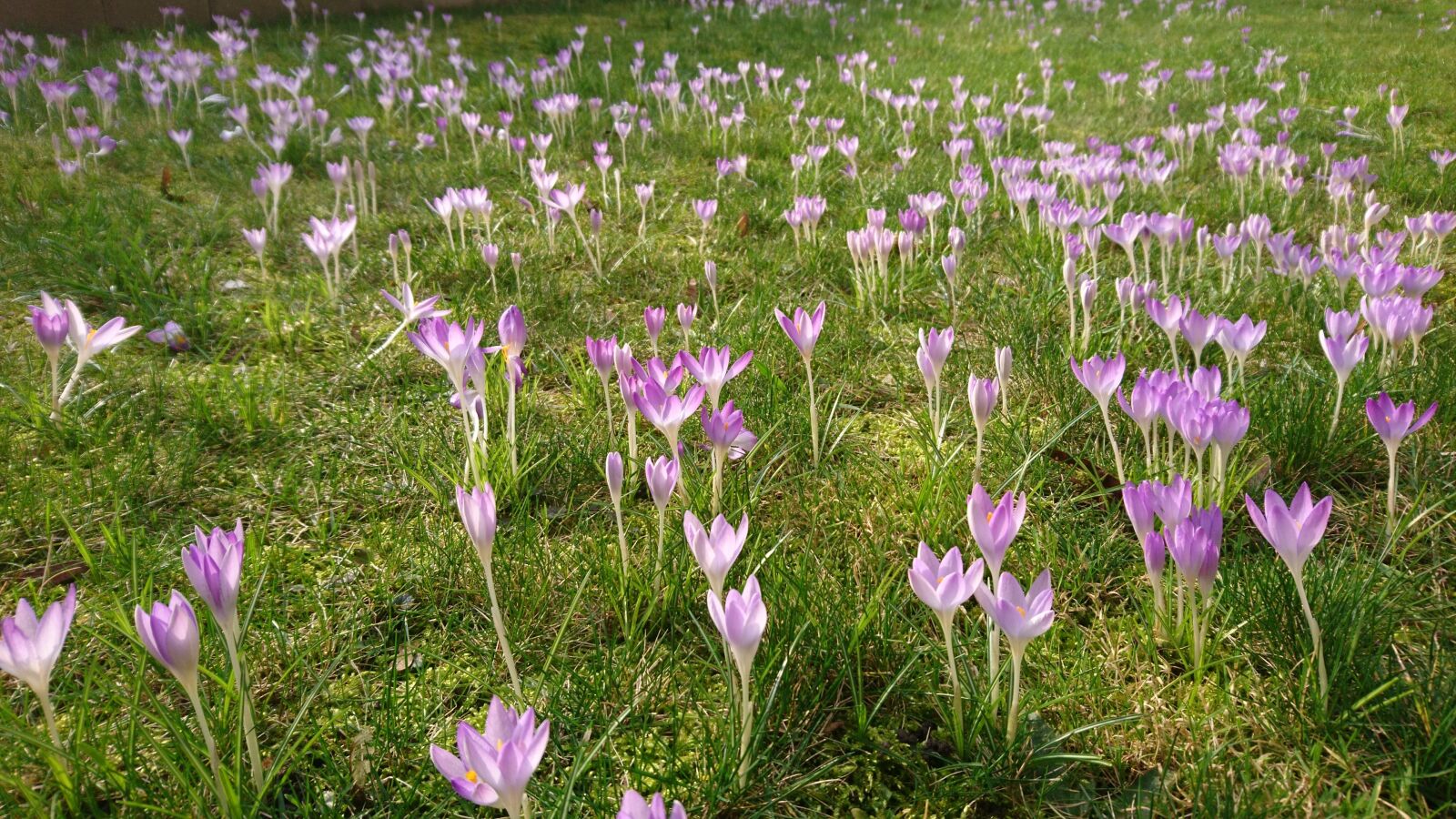 Sony Xperia X sample photo. Flowers, spring, grass photography
