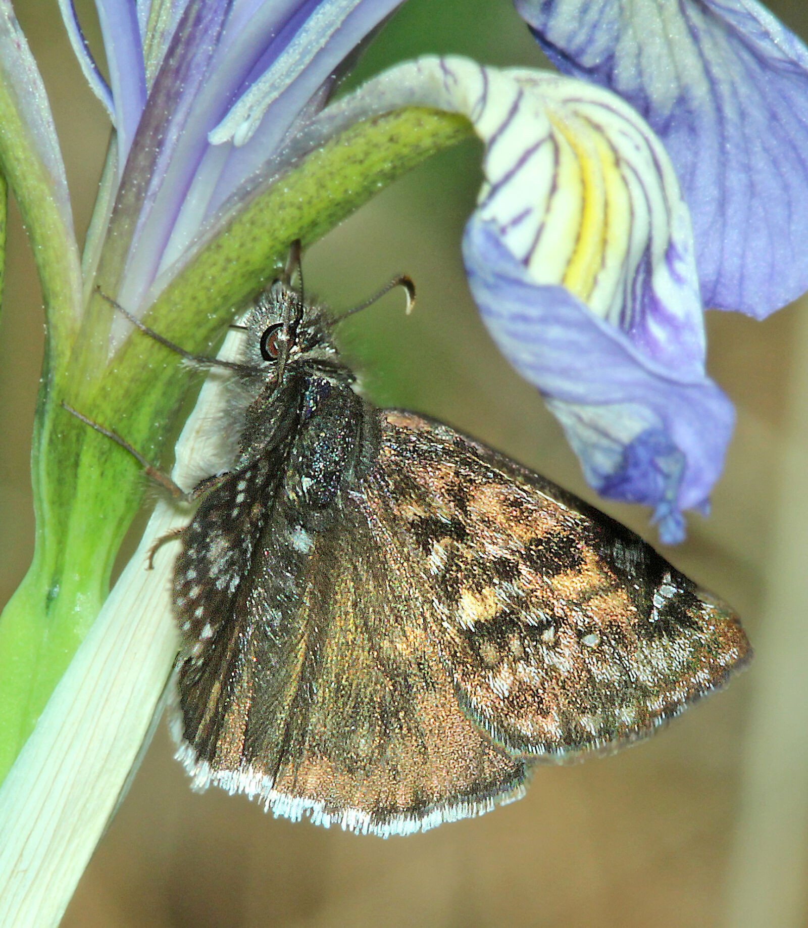 Canon EF 300mm F4L IS USM sample photo