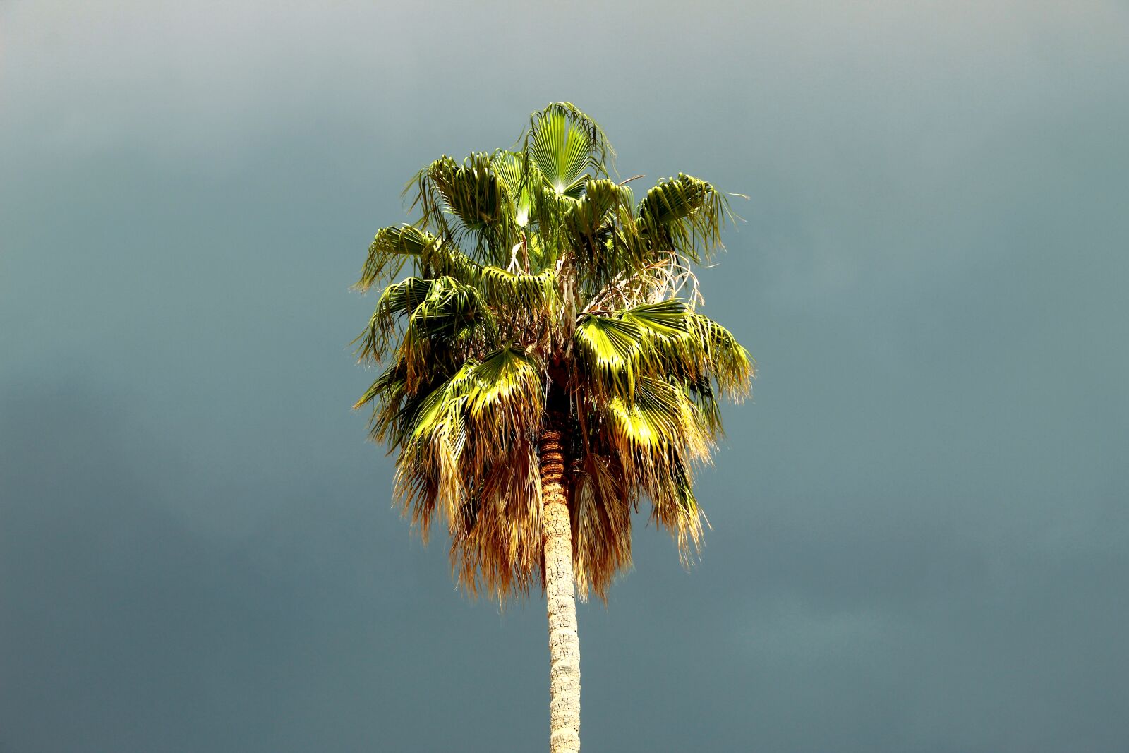 Canon EOS 4000D (EOS Rebel T100 / EOS 3000D) sample photo. Palm tree, storm, athens photography