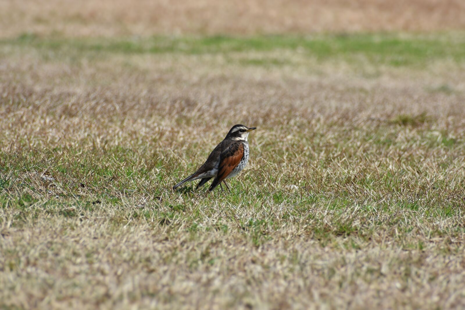 Nikon D7200 sample photo. Animal, park, lawn photography