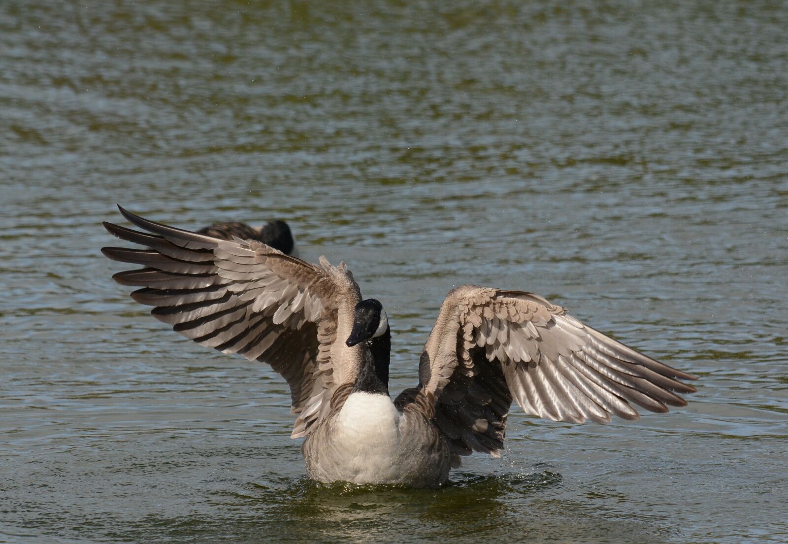 Nikon D7100 sample photo. Canada, geese, washing photography