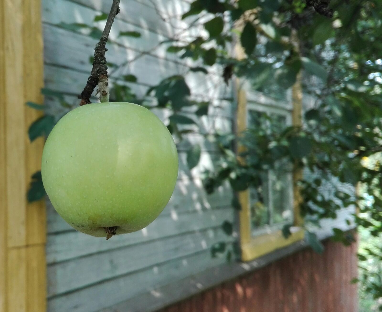 HUAWEI Cherry Mini sample photo. Apple, harvest, nature photography