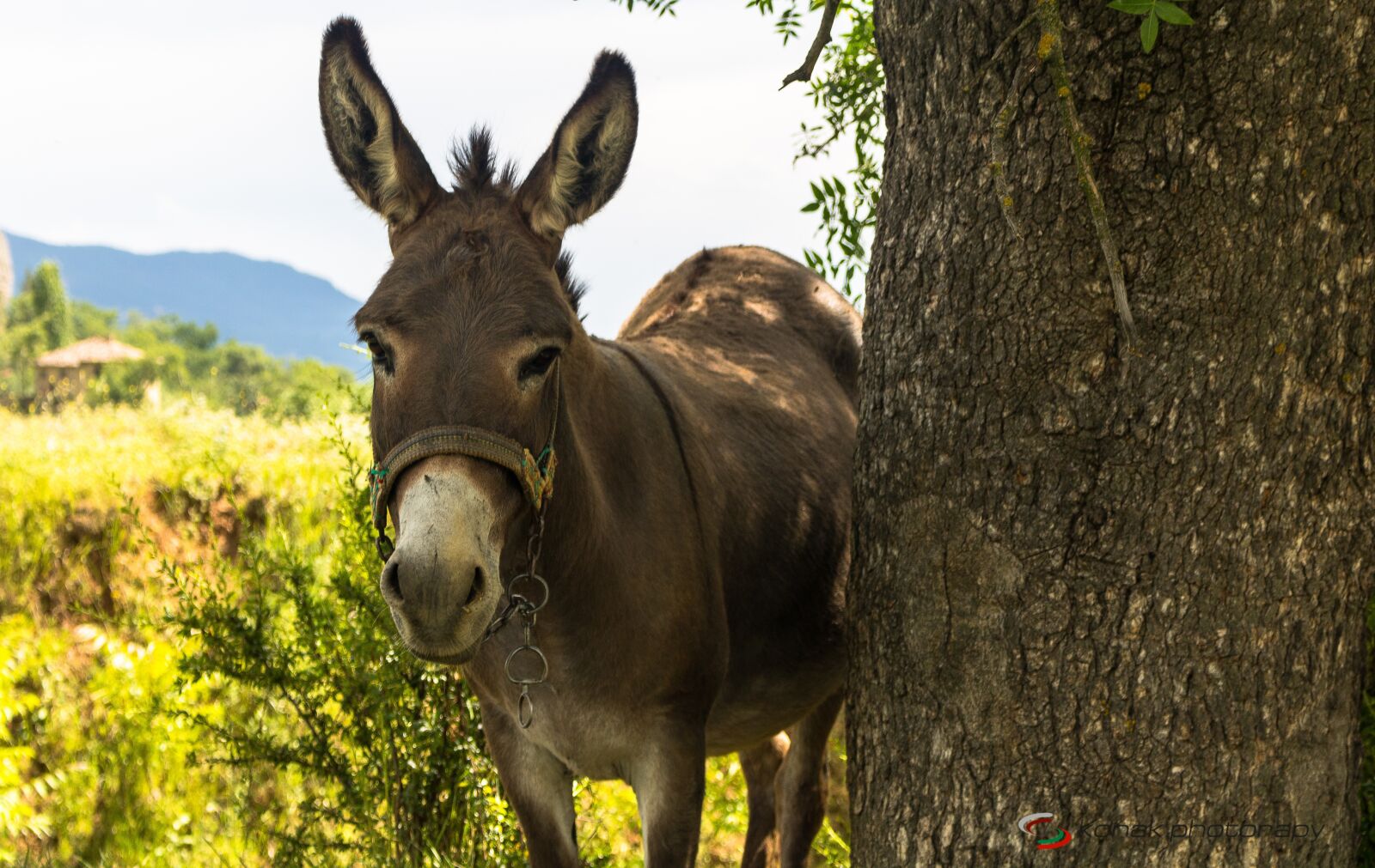 Canon EOS 760D (EOS Rebel T6s / EOS 8000D) + Canon EF-S 18-55mm F3.5-5.6 IS STM sample photo. Donkey, animal, scott photography