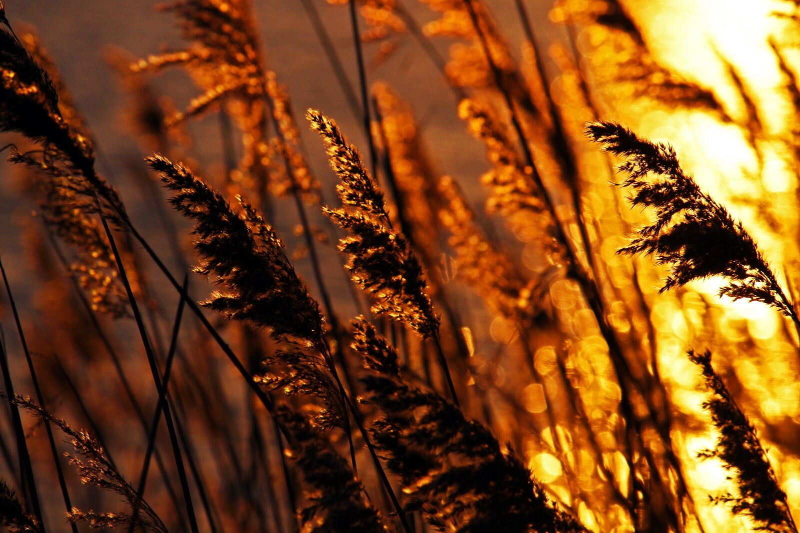 Canon EF-S 55-250mm F4-5.6 IS STM sample photo. Sunset, evening sun, reed photography