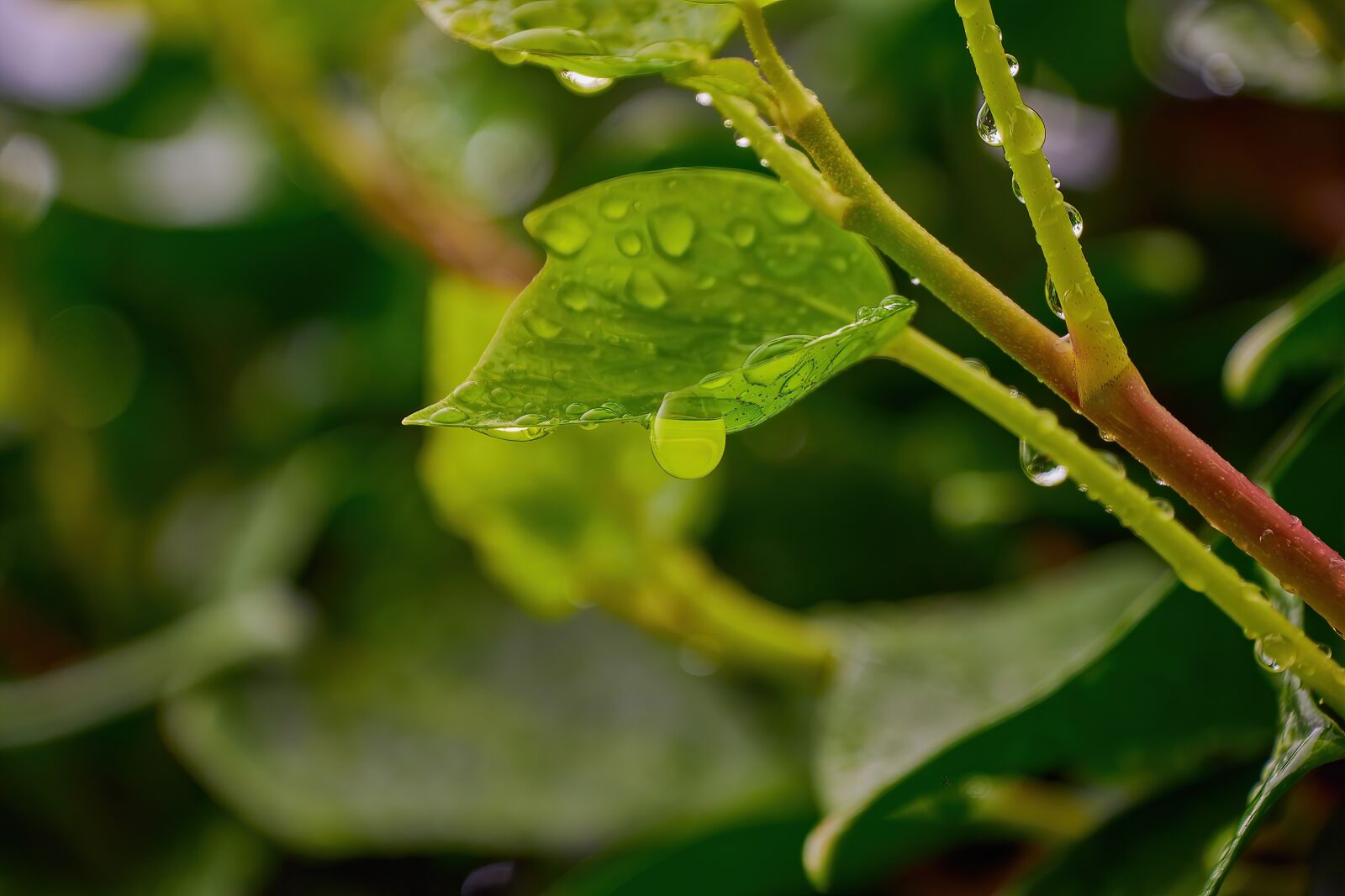 Nikon D7200 sample photo. Rain, leaves, nature photography