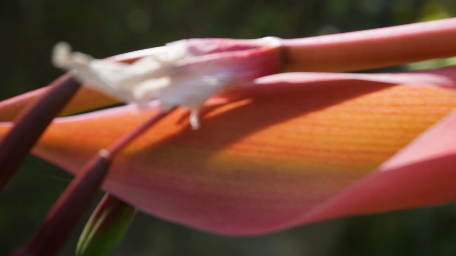 Sony Alpha NEX-6 sample photo. Flower, nature, spring photography
