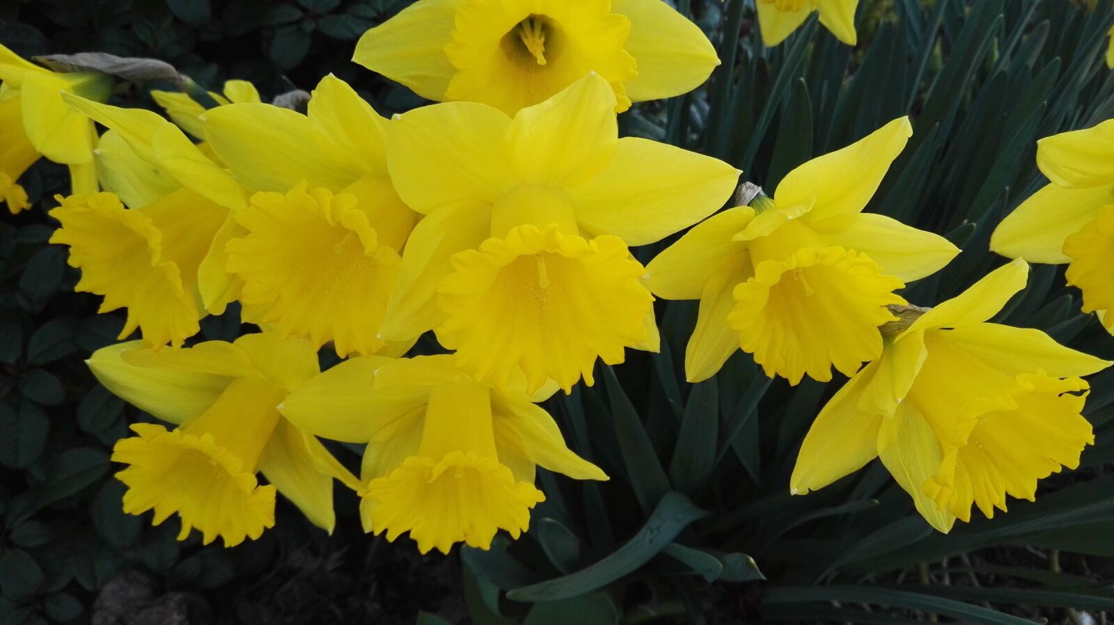 HUAWEI P8 sample photo. Yellow, flowers photography