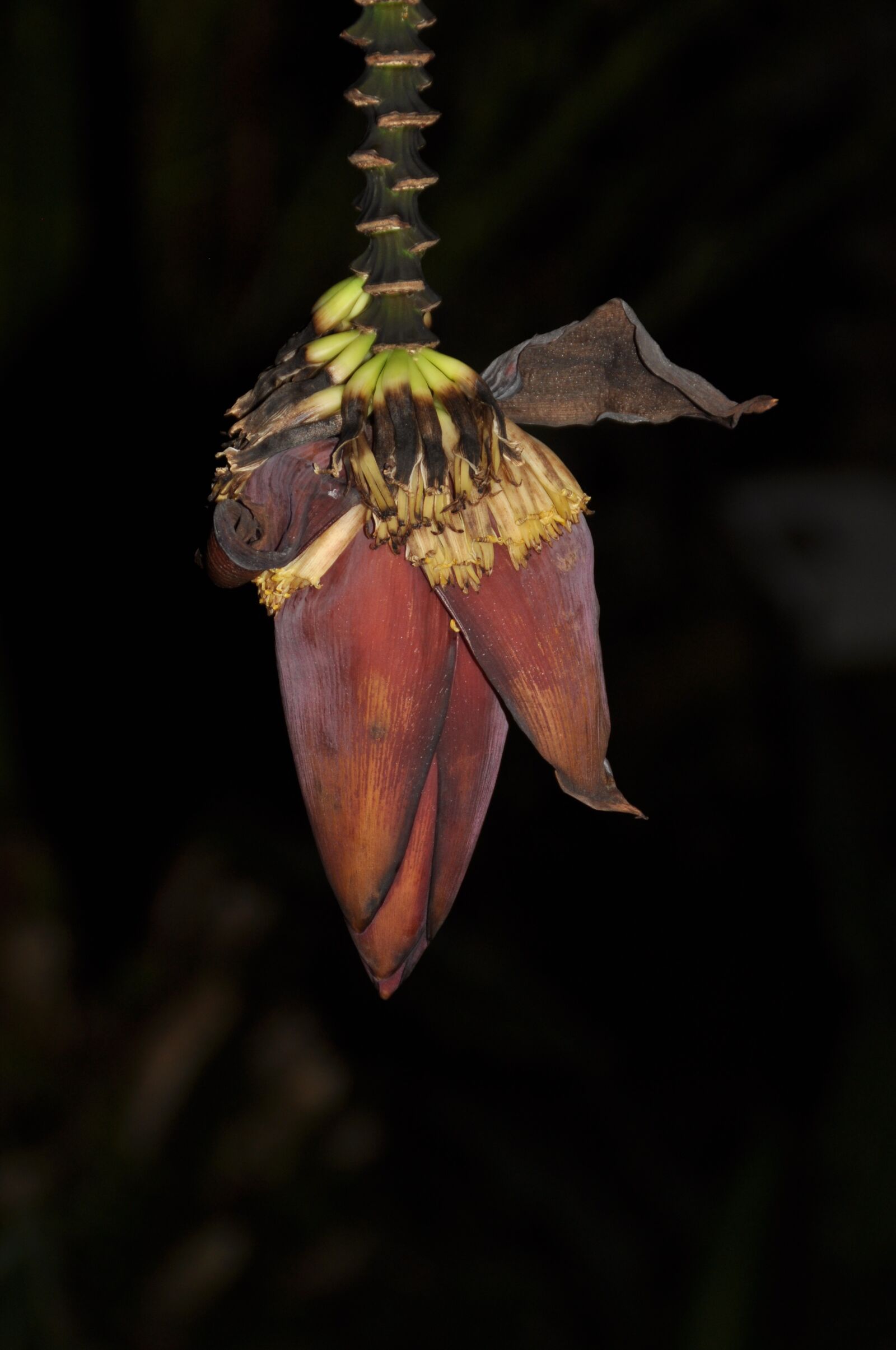 Nikon D90 sample photo. Blossom, bloom, banana photography