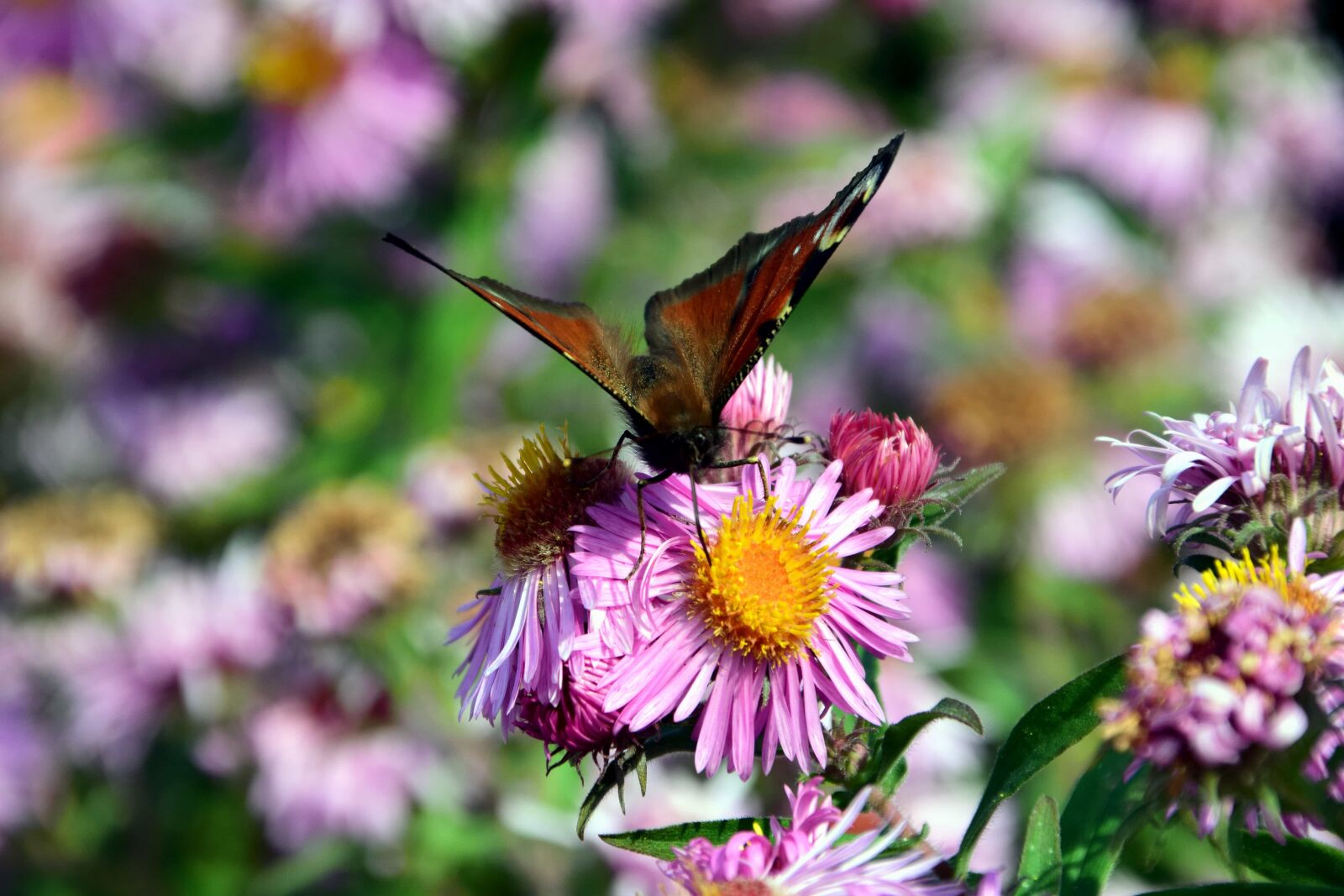 Nikon D3300 sample photo. Garden, flora, butterfly, leaf photography