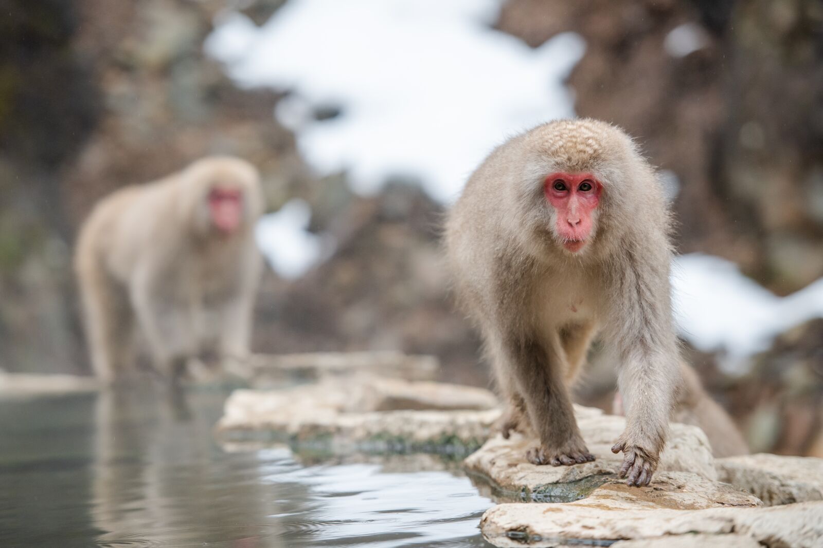 Nikon D850 sample photo. Snow monkey, japanese macaque photography