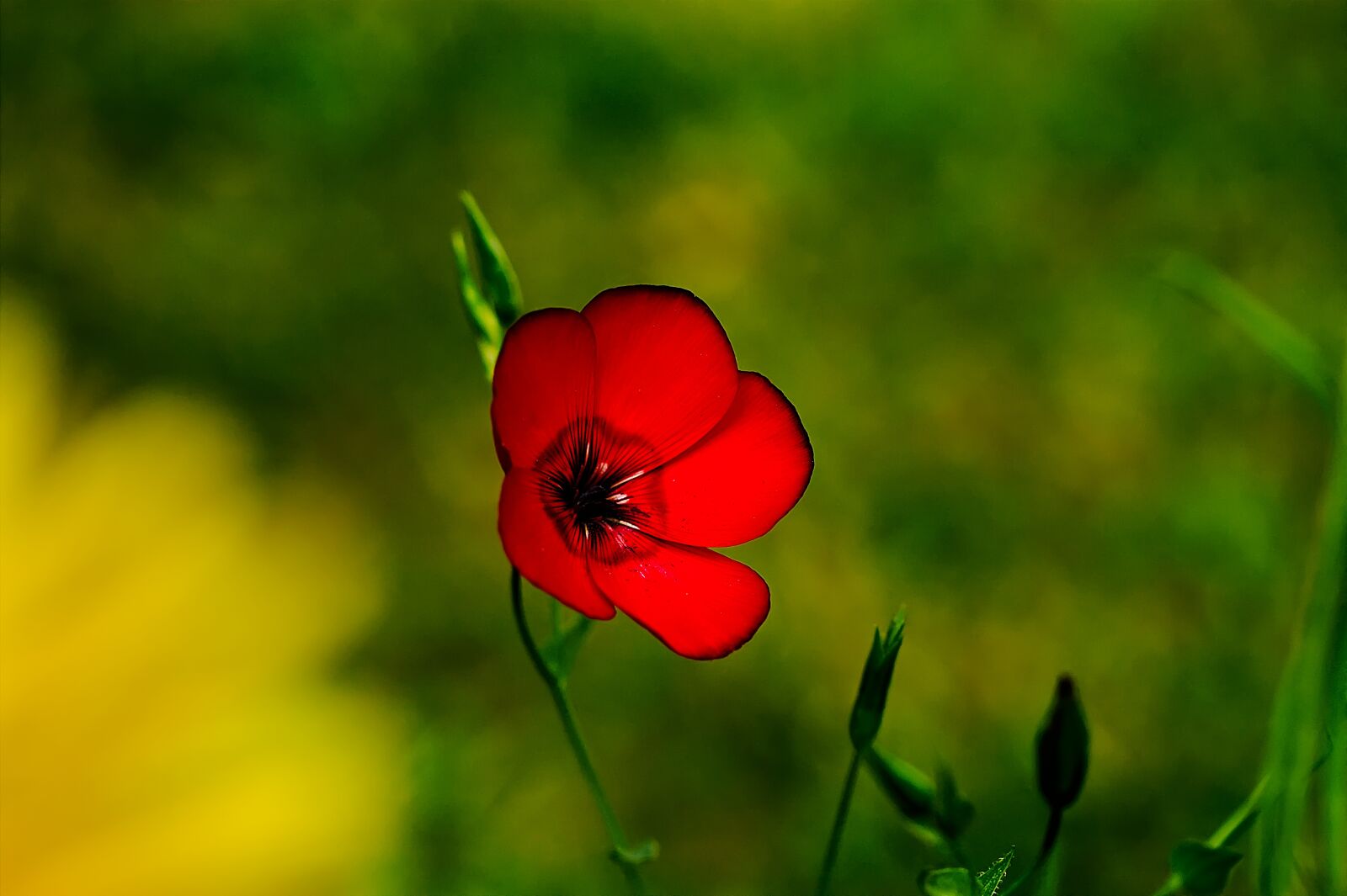 Canon EOS 60D + Canon EF-S 60mm F2.8 Macro USM sample photo. Blossom, bloom, nature photography