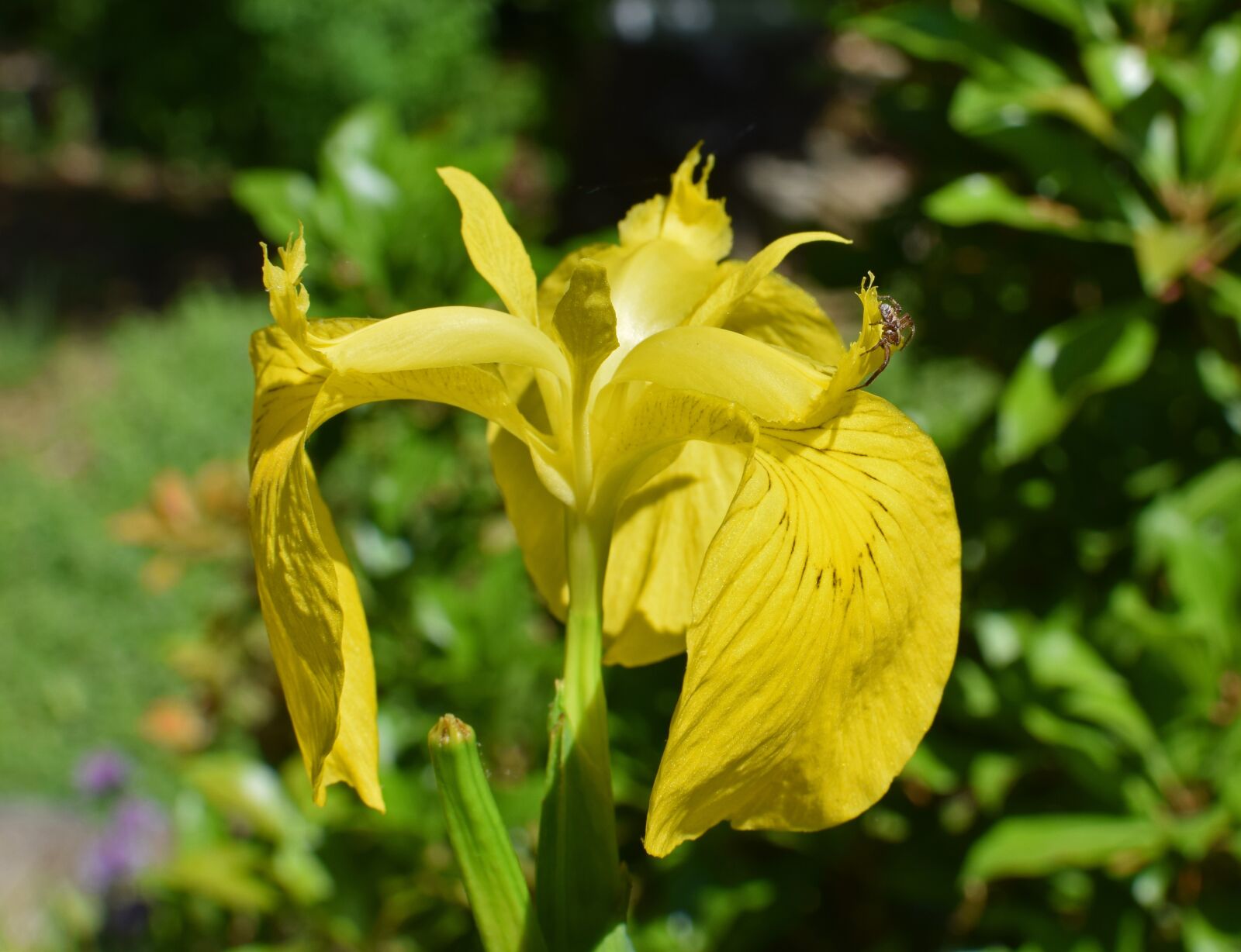 Nikon D3300 sample photo. Yellow flag isis, iris photography