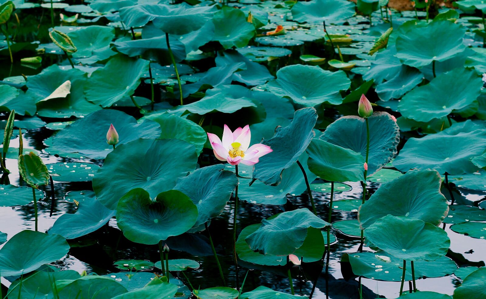 Canon EOS 70D + Canon EF 50mm F1.8 STM sample photo. Lotus, flower, nature photography
