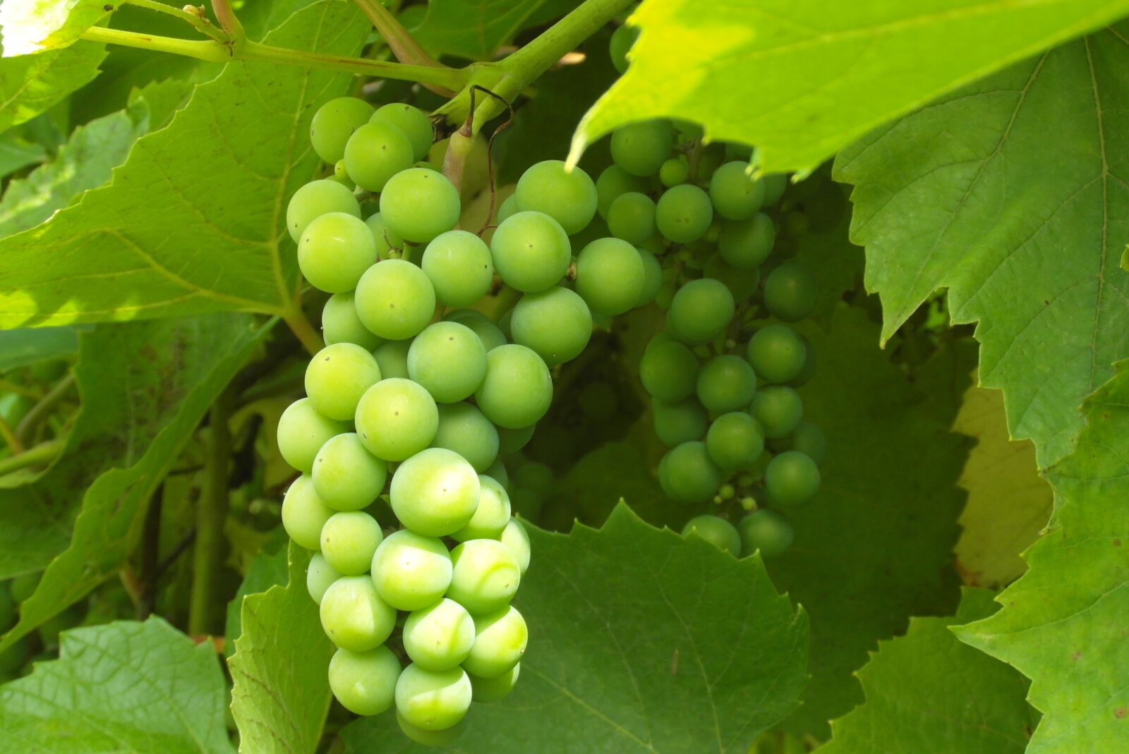 Samsung WB750 sample photo. Grapes, green, immature photography