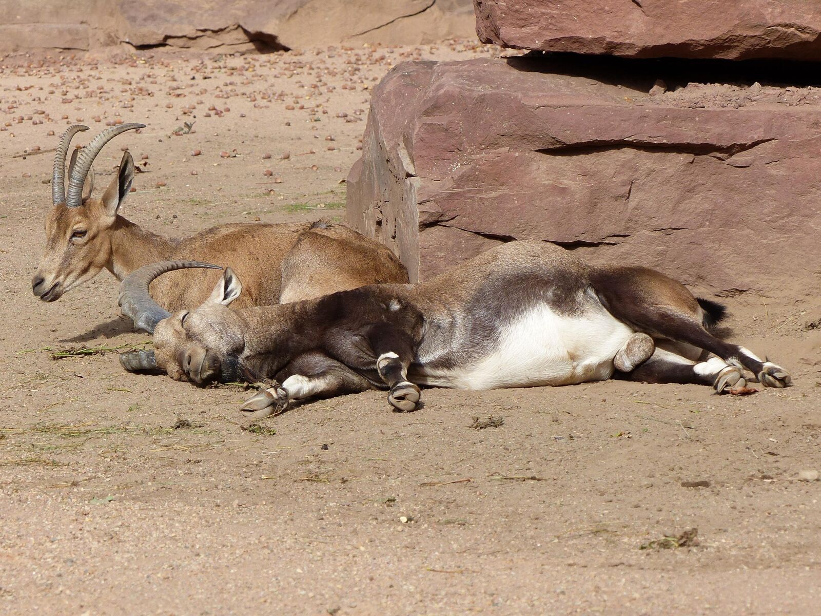 Panasonic Lumix DMC-FZ200 sample photo. Zoo, bock, afternoon rest photography