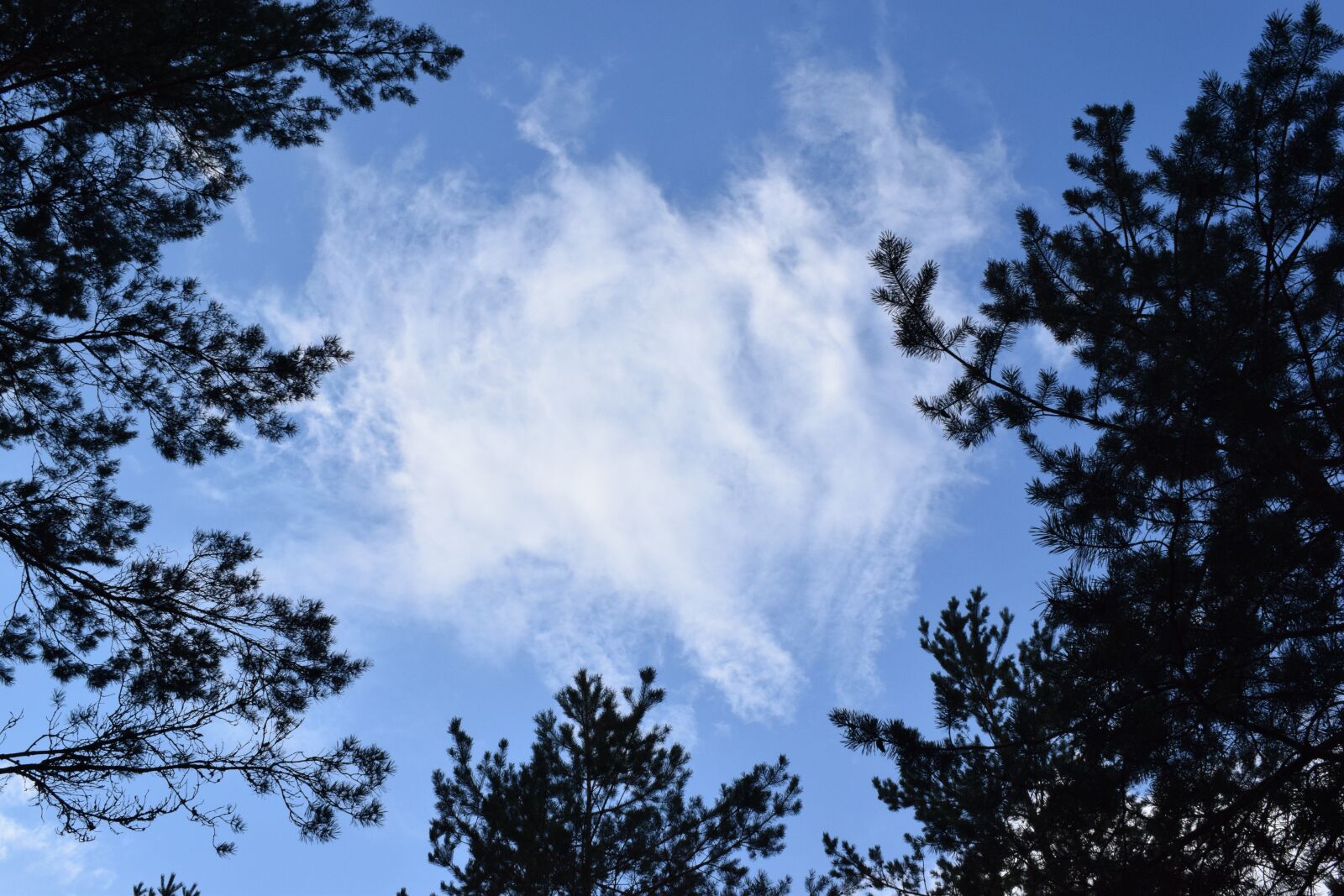 Nikon D3300 sample photo. Cloud, forest, nature photography