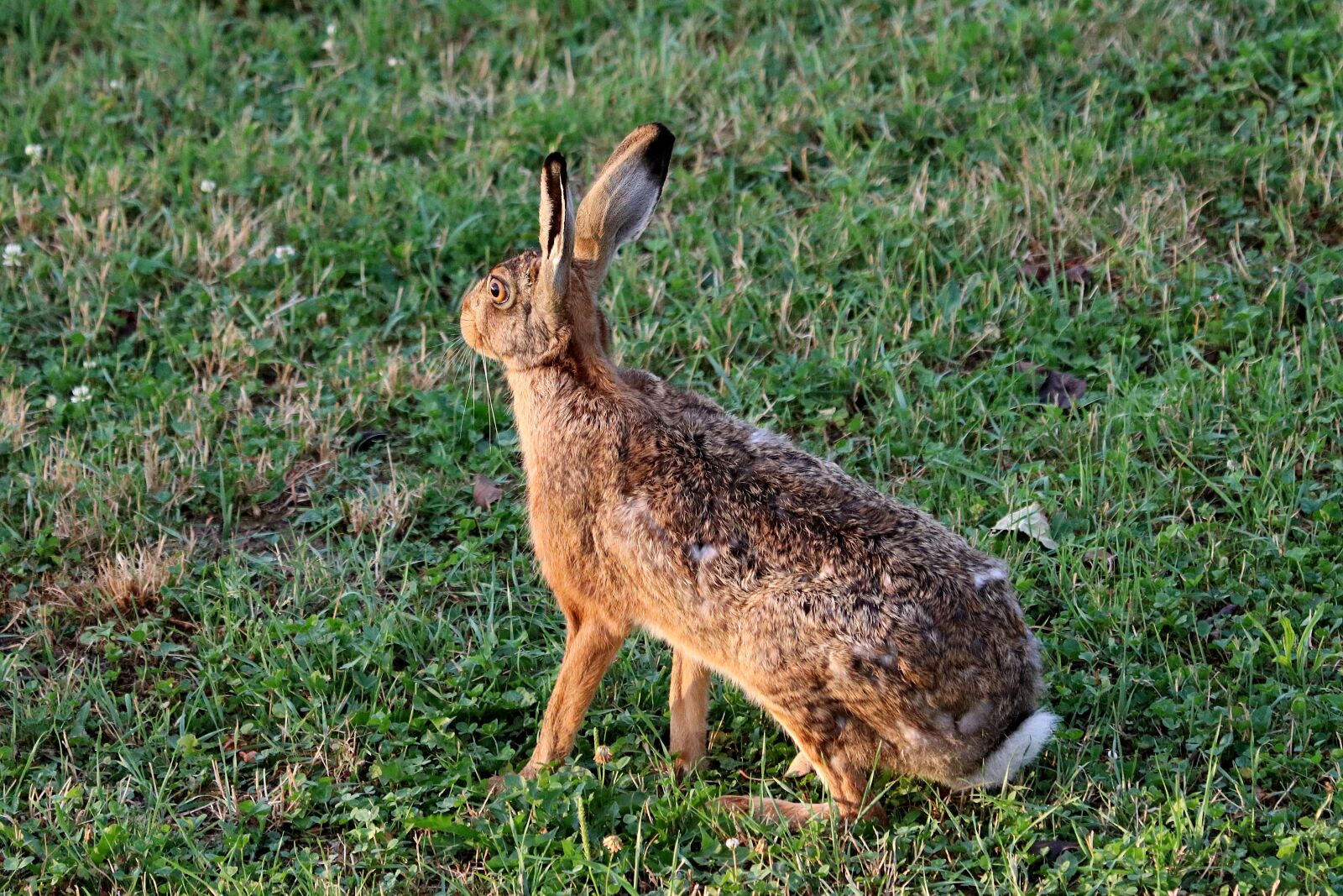 Canon EF 70-300 F4-5.6 IS II USM sample photo. Hare, rabbit, long eared photography