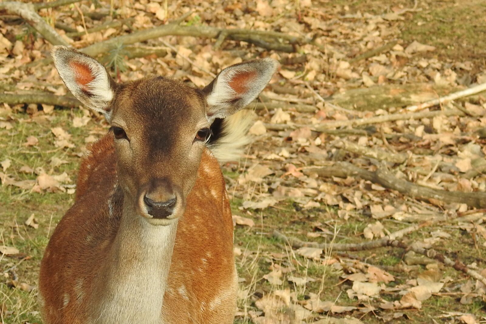 Nikon Coolpix P900 sample photo. Roe deer, wild, fallow photography