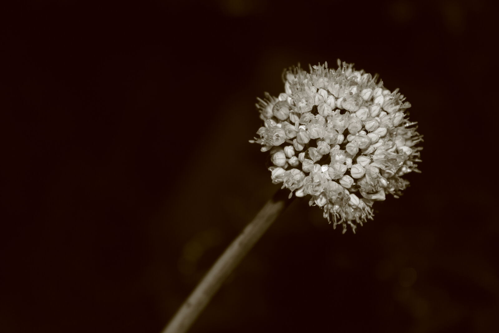 Canon EOS 700D (EOS Rebel T5i / EOS Kiss X7i) sample photo. Click, of, babl photography