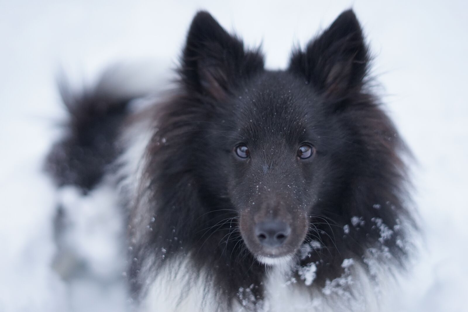 Sony FE 50mm F1.8 sample photo. Dog, snow, nature photography