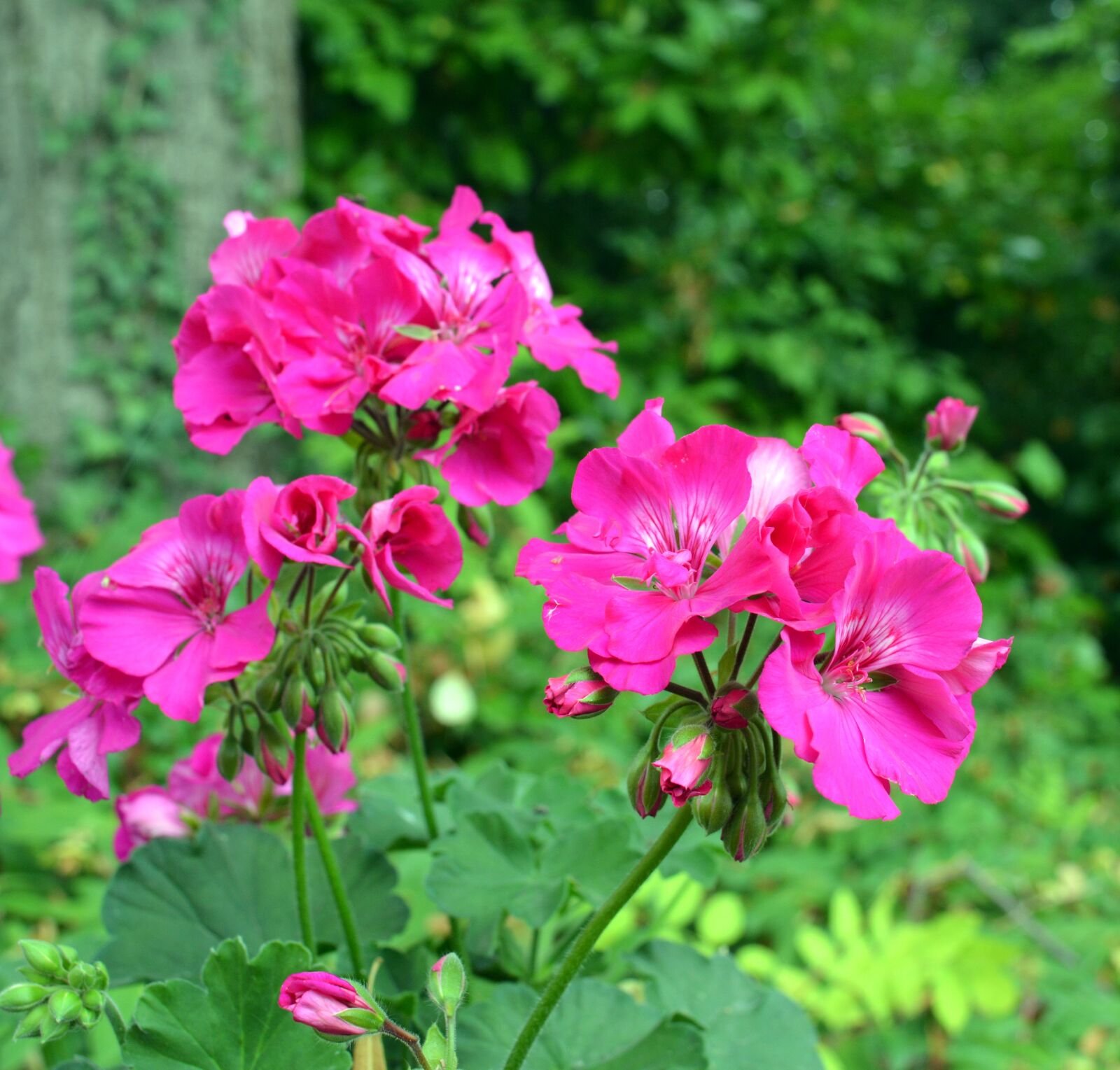 Nikon D3200 sample photo. Geranium flower blossoms, pink photography