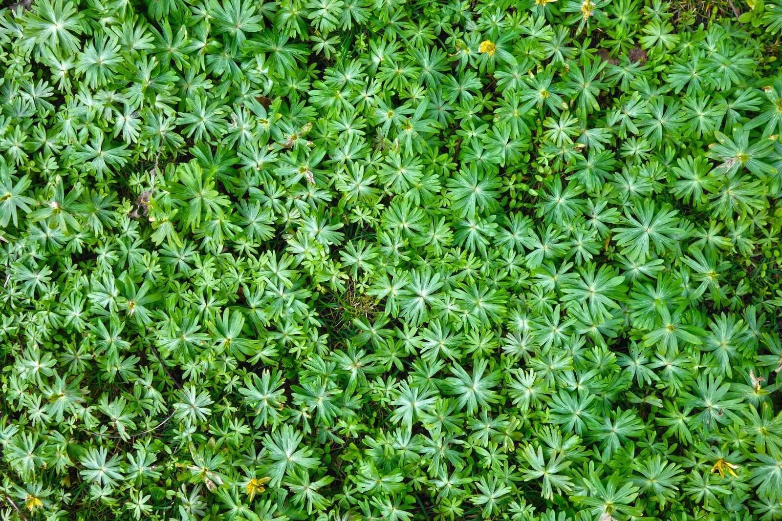 Sony Cyber-shot DSC-RX100 sample photo. Plant, foliage, leaves photography