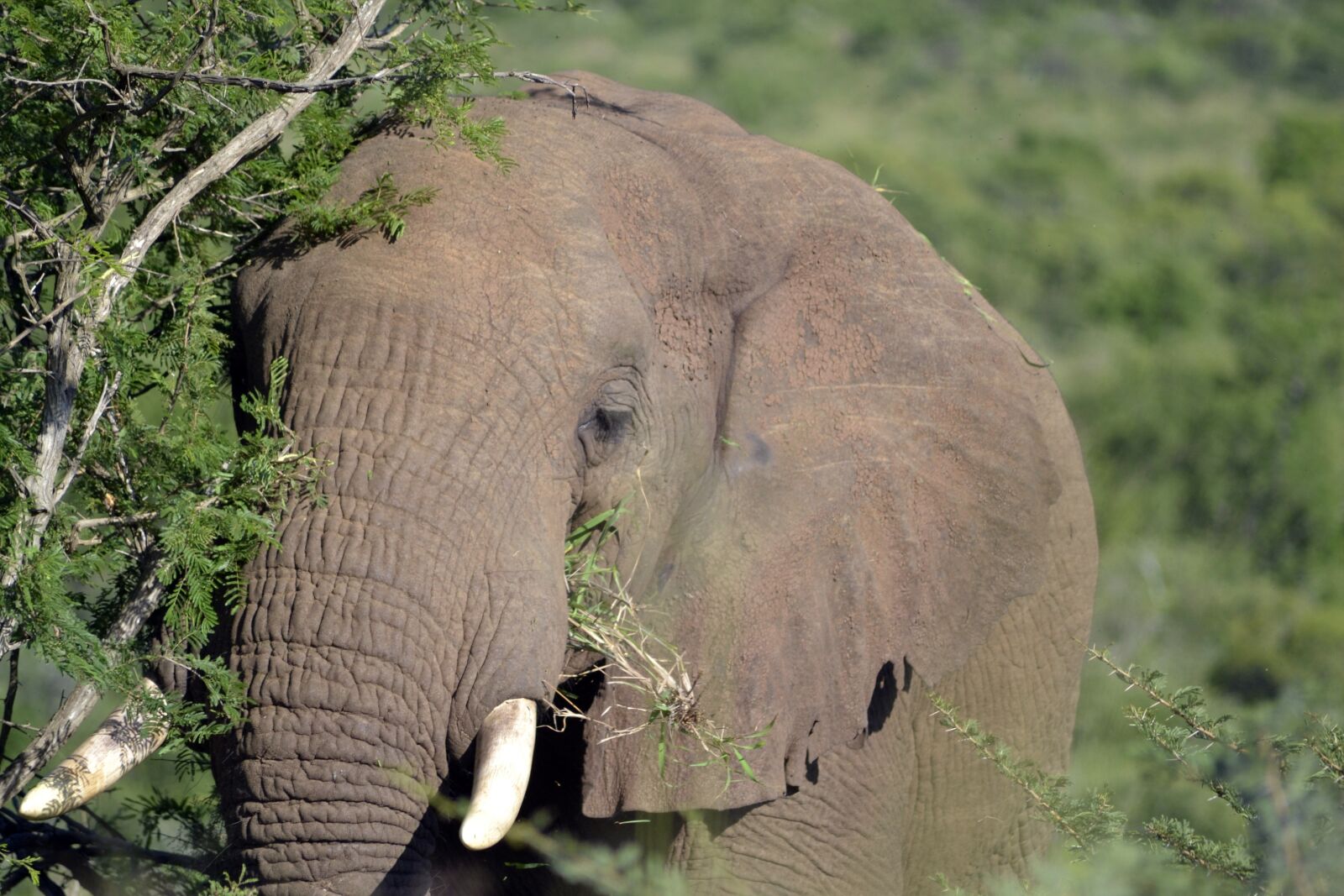 Nikon D3100 sample photo. Elephant, umfolozi game reserve photography