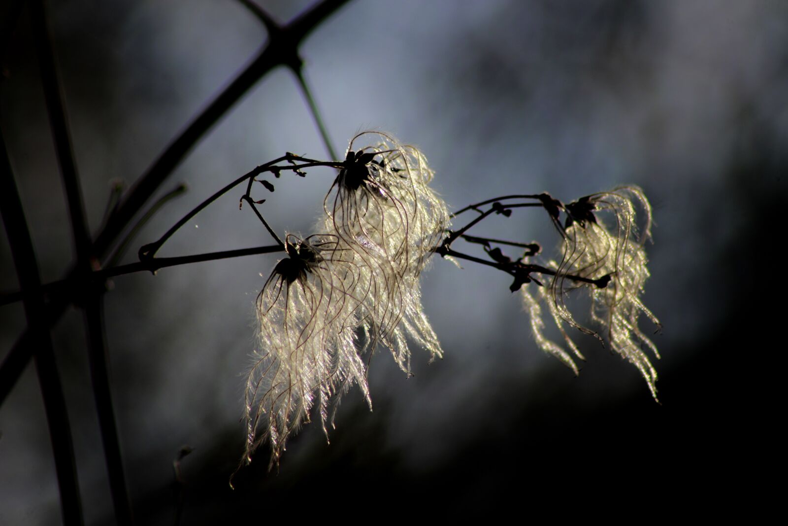 Canon EOS 100D (EOS Rebel SL1 / EOS Kiss X7) sample photo. Nature, close up, sunlight photography