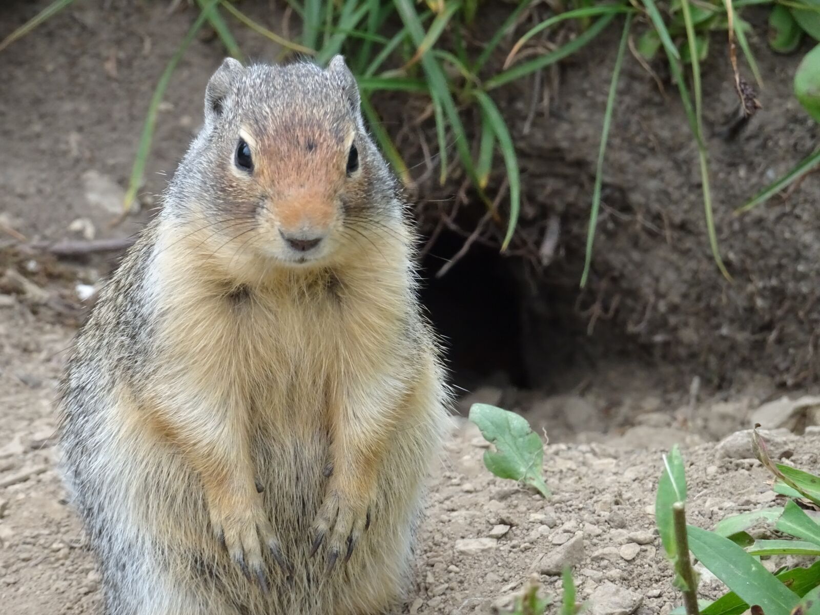 Sony Cyber-shot DSC-HX90V sample photo. Rodent, glacier, usa photography