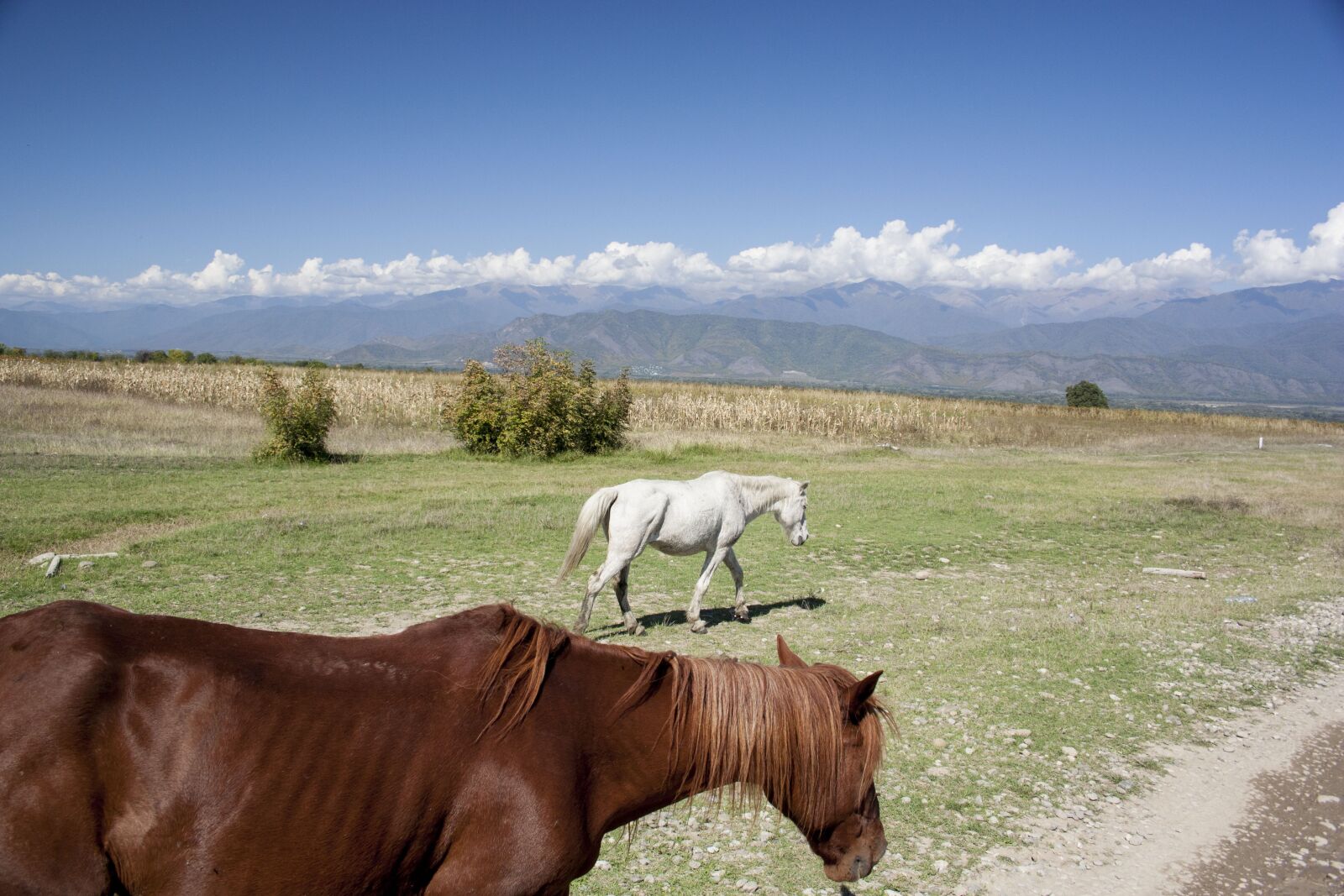 Canon EF-S 18-55mm F3.5-5.6 II sample photo. Horses, wild, nature photography
