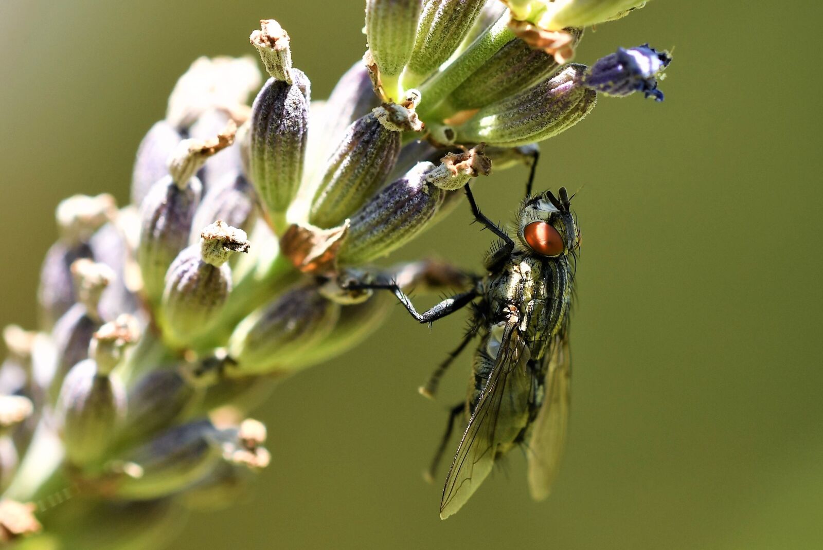 Nikon D500 sample photo. Fly, diptera, insect photography