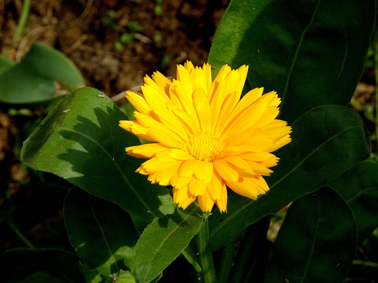 Sony Cyber-shot DSC-HX90V sample photo. Flowers, bright yellow color photography