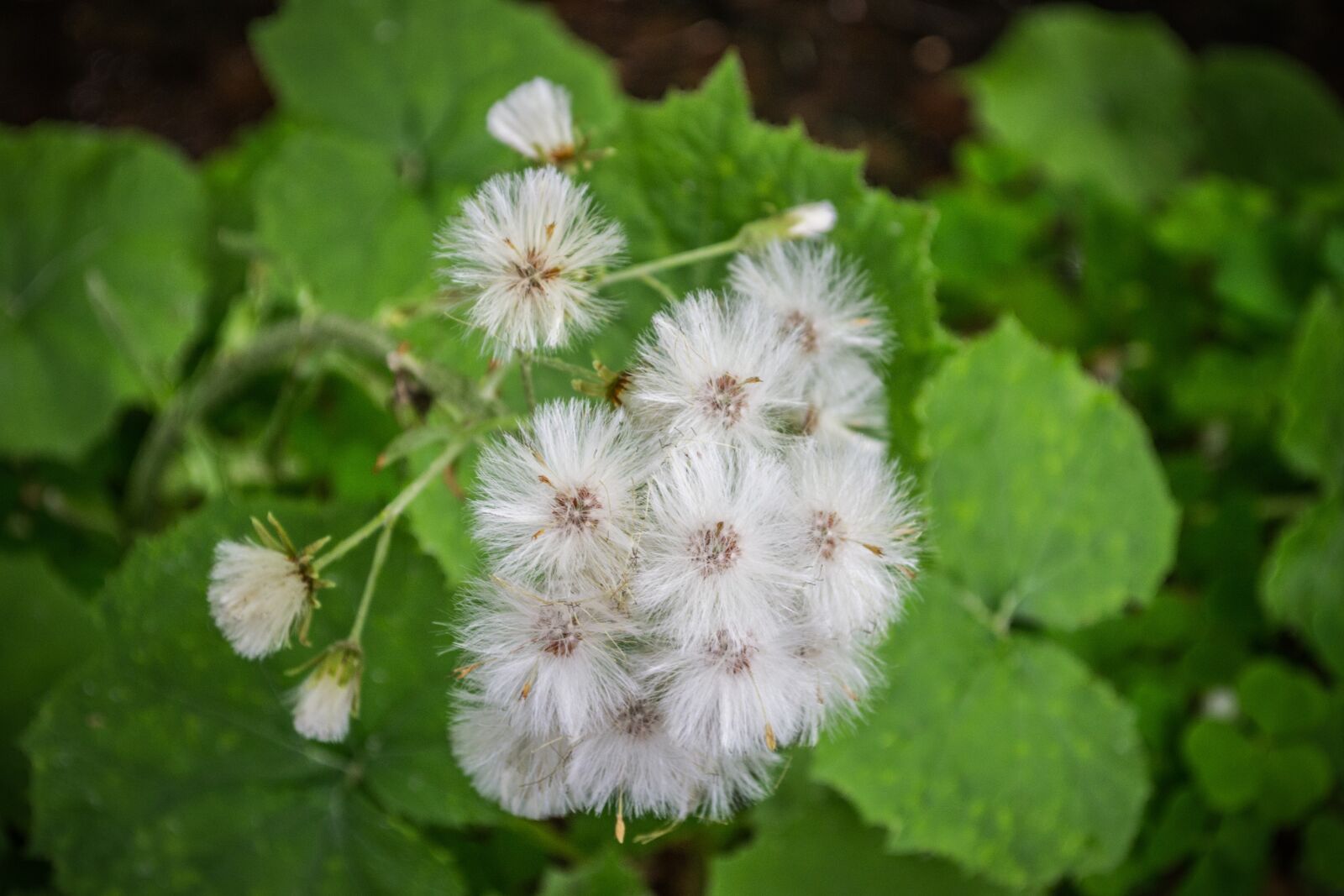 Nikon D3100 sample photo. Green, flora, nature photography