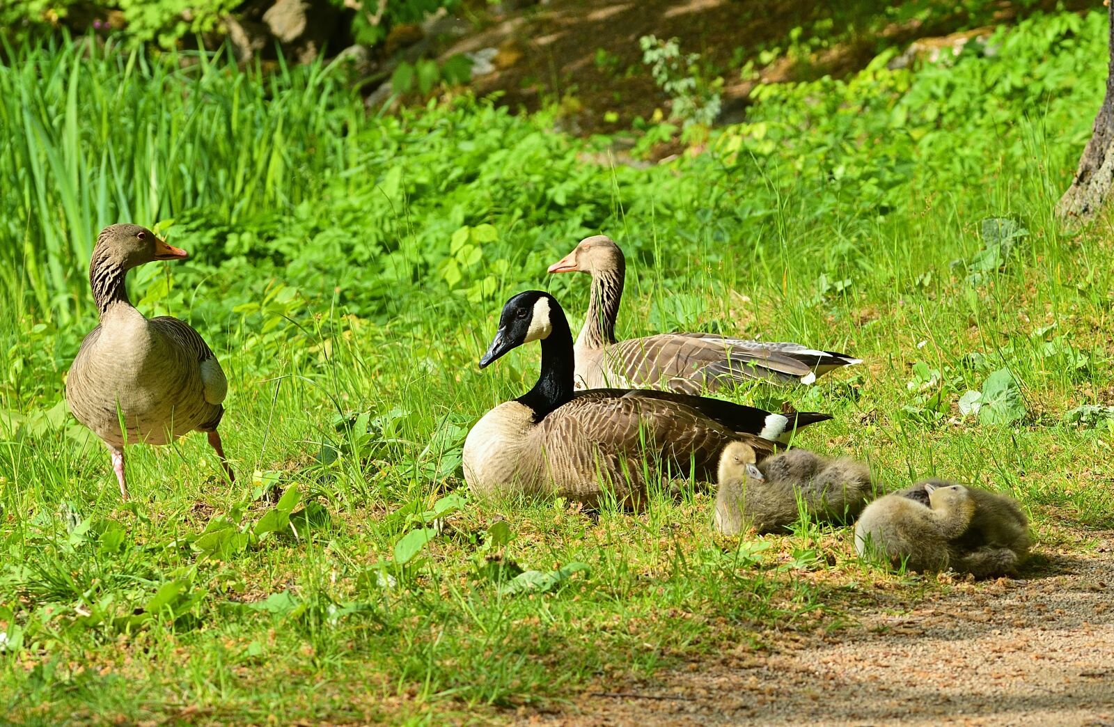 Nikon D5200 sample photo. Park, canada goose, greylag photography