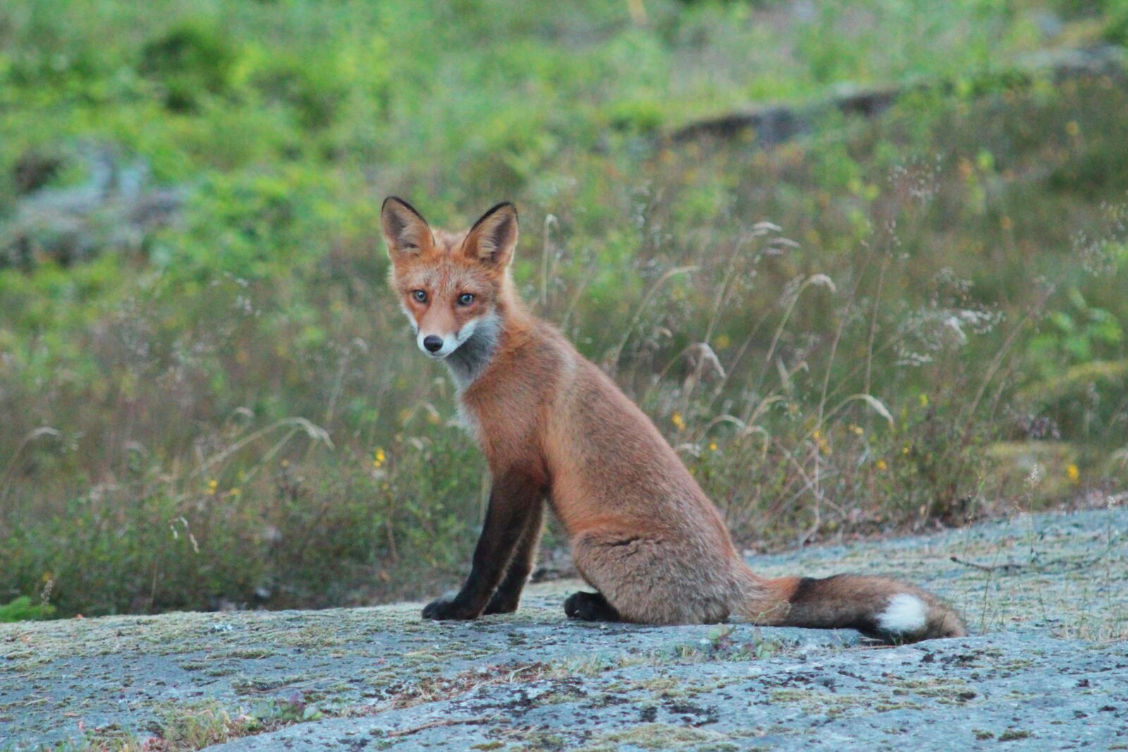 Canon EF 55-200mm F4.5-5.6 II USM sample photo. Fuchs, sweden, animal world photography
