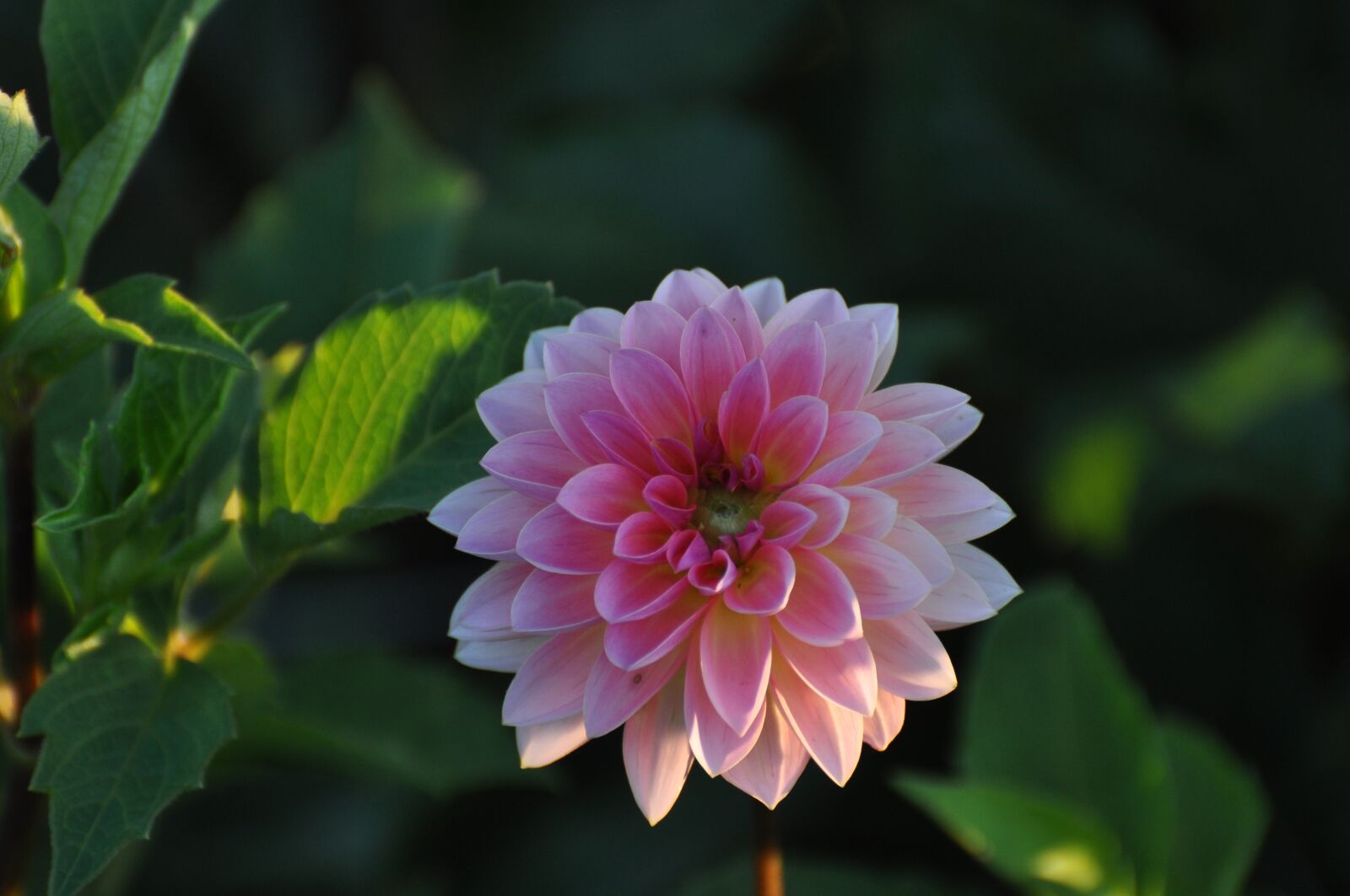 Nikon D5000 sample photo. Pink flower, bloom, blossom photography