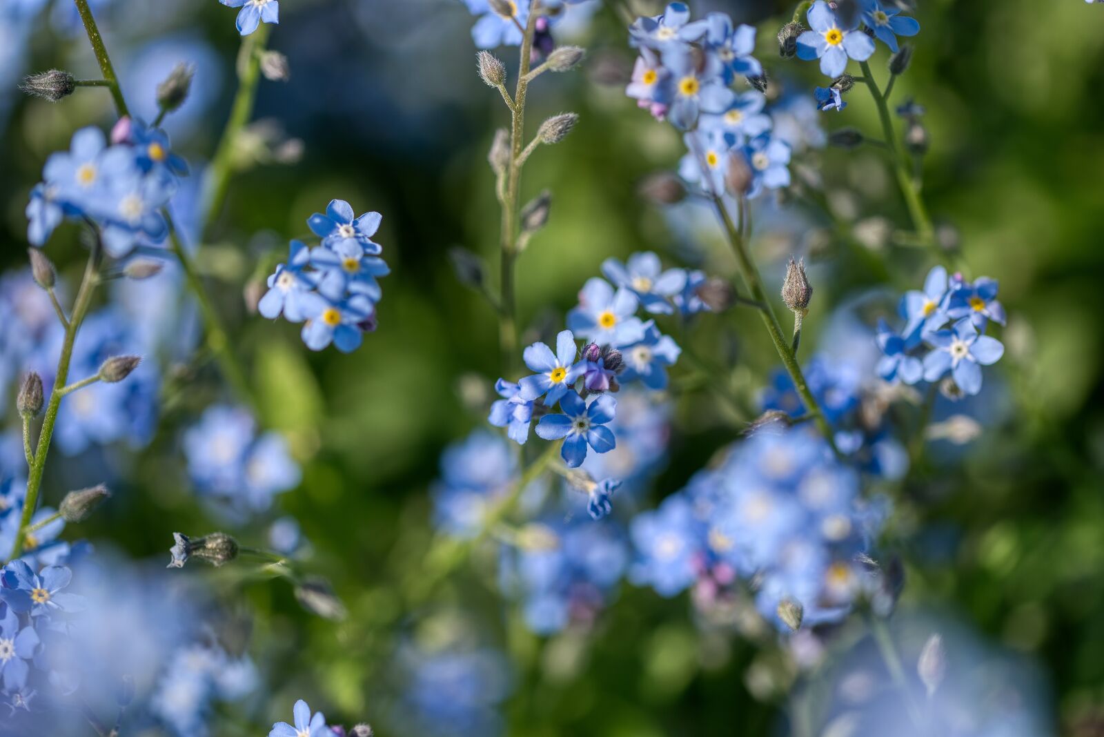 Nikon D750 sample photo. Myosotis, forget me not photography
