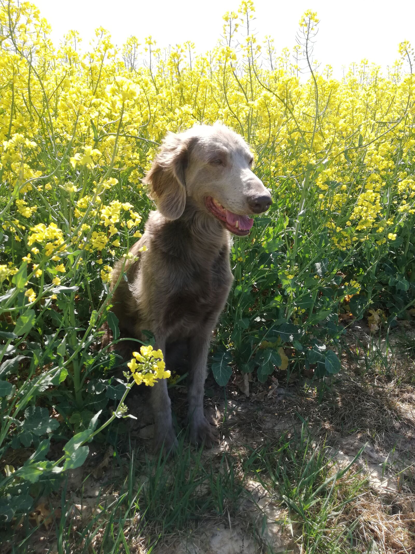 HUAWEI P20 lite sample photo. Walk, dog, weimaraner photography