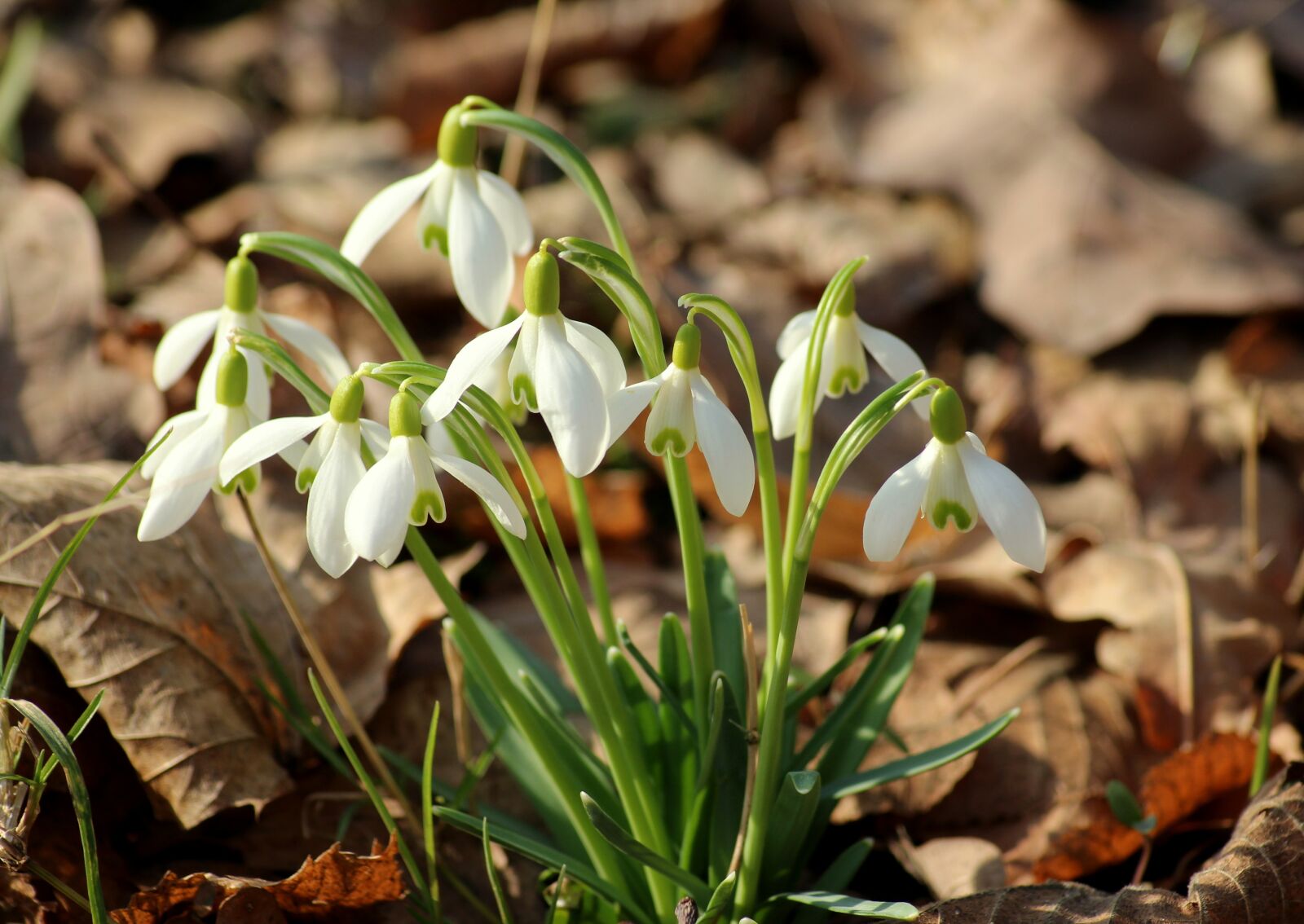 Canon EOS 1200D (EOS Rebel T5 / EOS Kiss X70 / EOS Hi) sample photo. Snowdrop, spring flowers, early photography