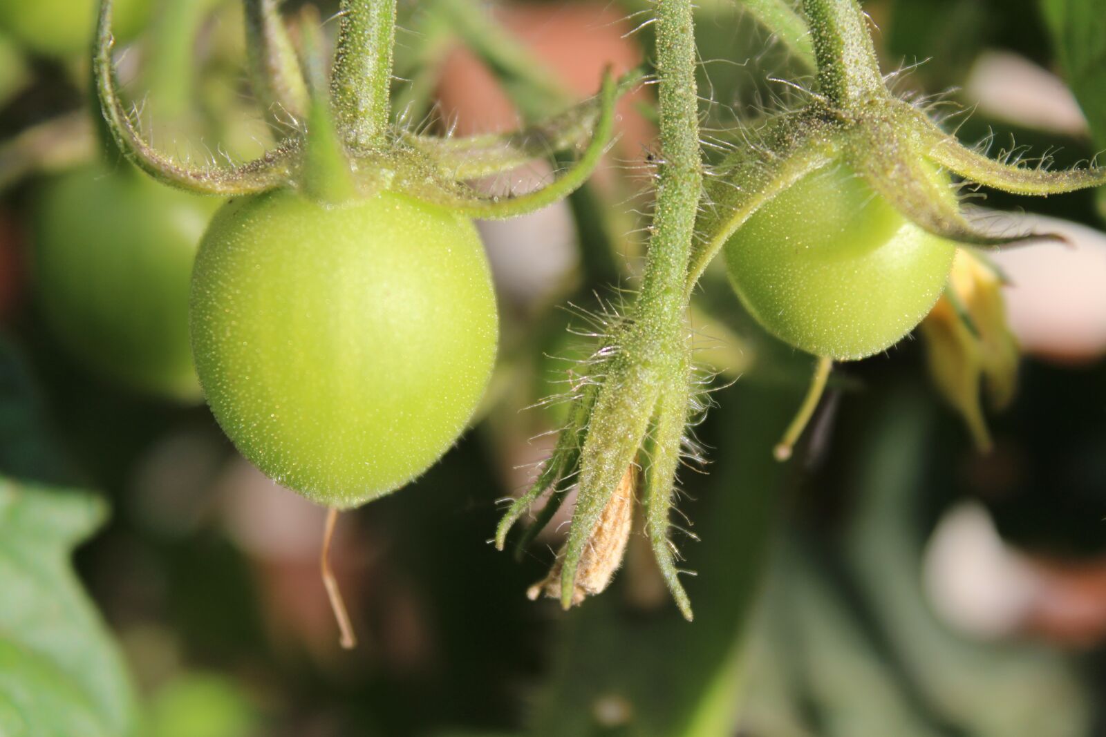 Canon EOS 1200D (EOS Rebel T5 / EOS Kiss X70 / EOS Hi) sample photo. Tomato, plant, green photography