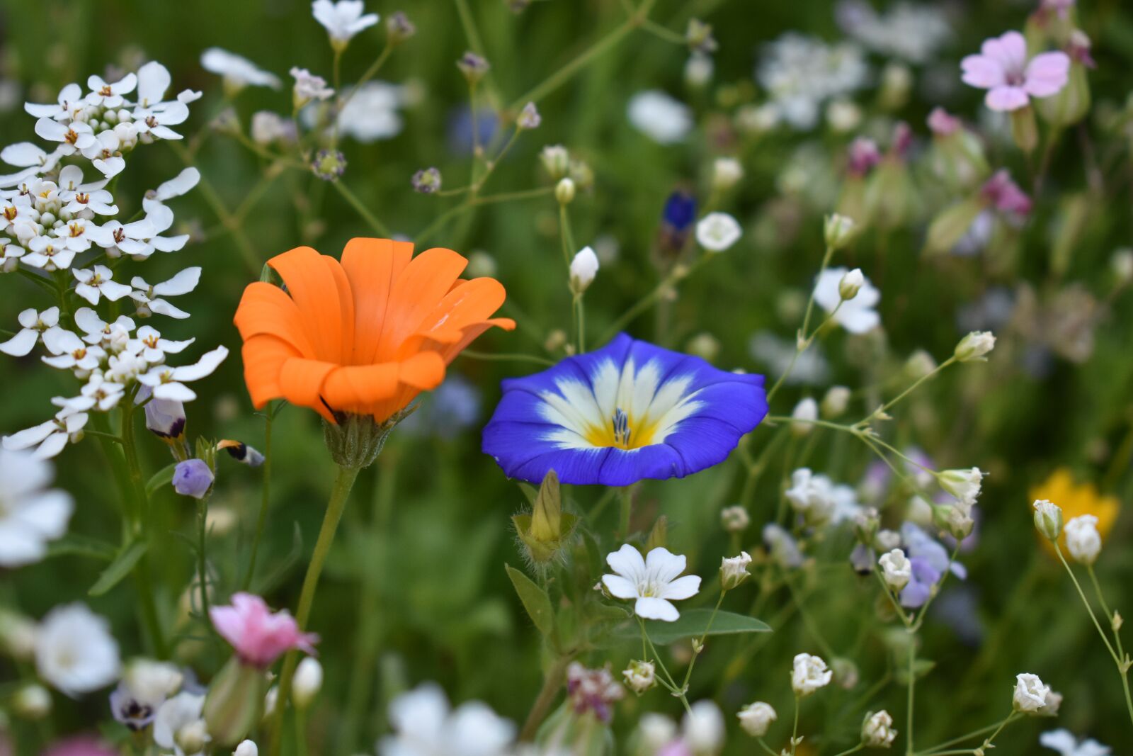 Nikon D3400 sample photo. Flower meadow, summer, close photography