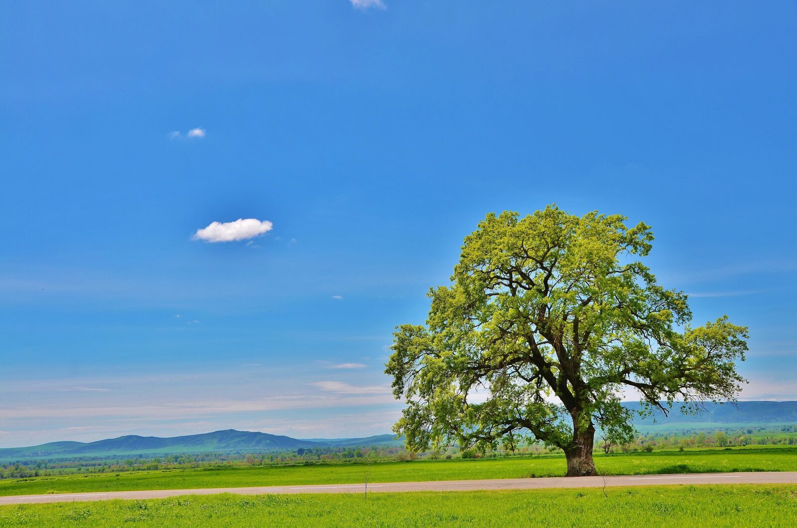 Nikon D7000 sample photo. Tree, mountain, natur photography