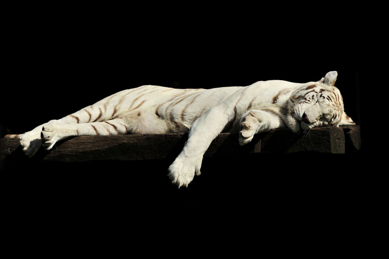 Nikon D700 sample photo. Tiger, lazy, sleeping photography