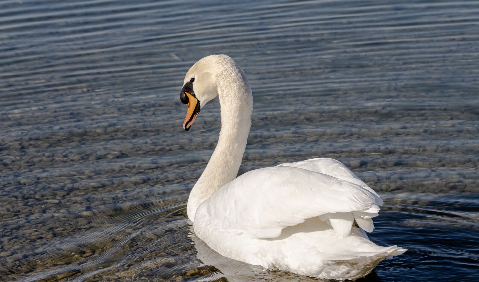 Canon EF 70-300mm F4-5.6 IS USM sample photo. Swan, bird, animal photography